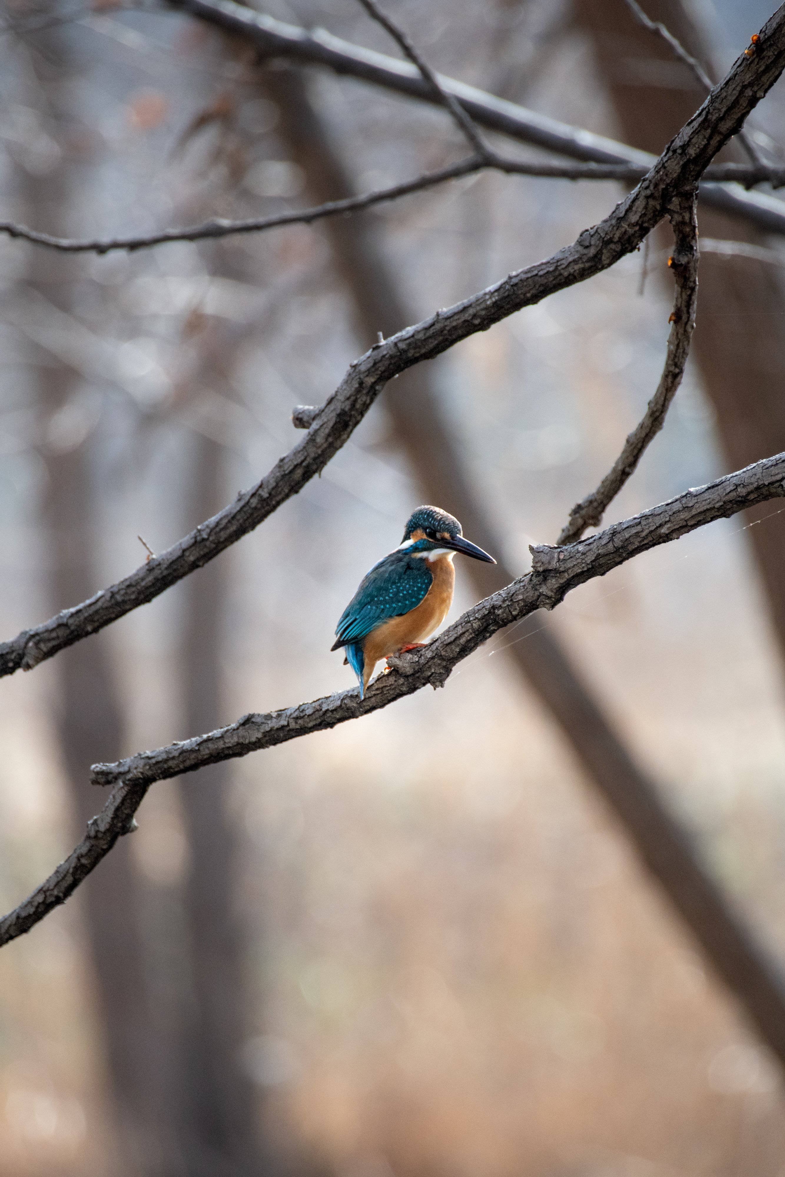 K-3III ｜ PENTAXで野鳥撮影を!! お供にはHD PENTAX-DA 55-300mmF4.5