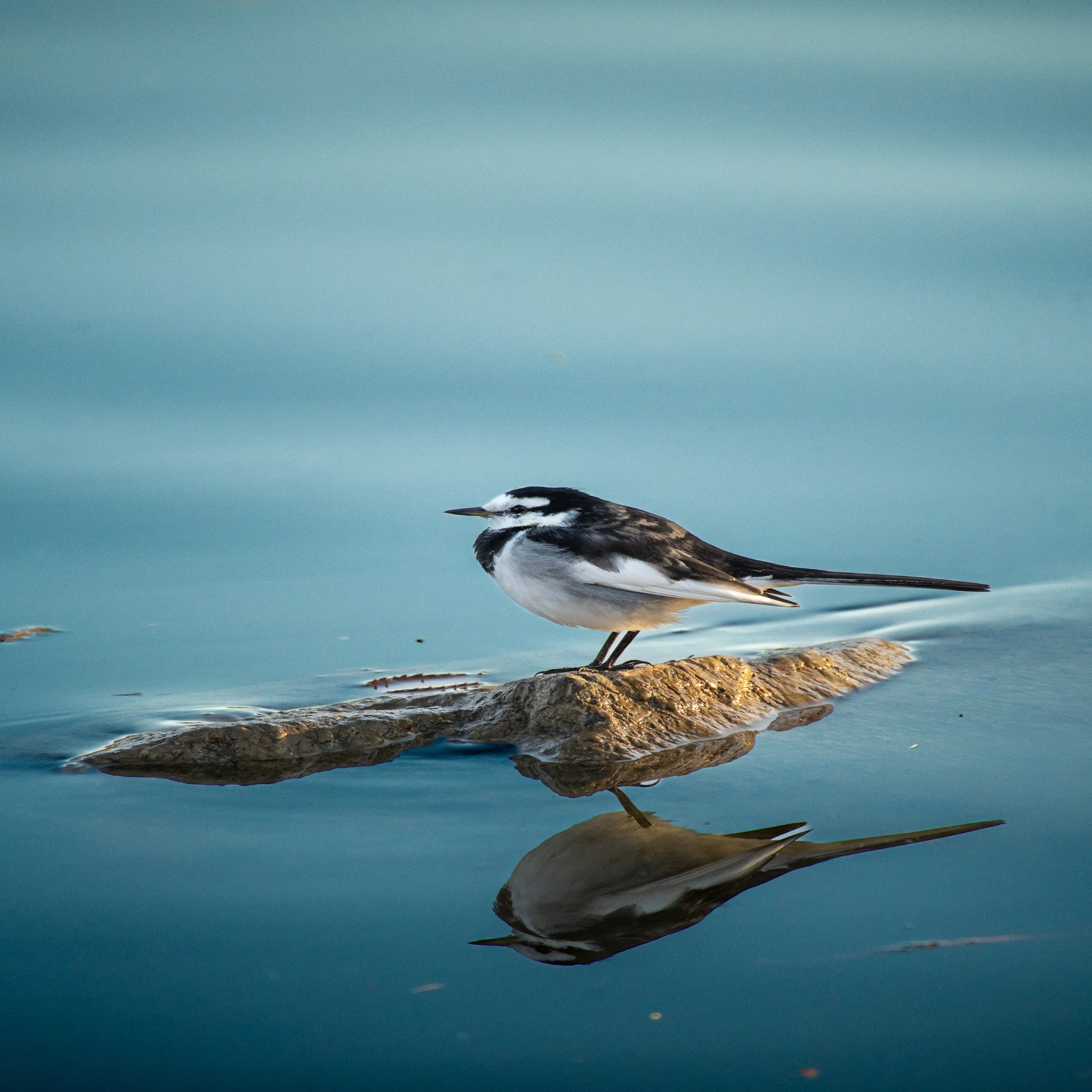 K-3III ｜ PENTAXで野鳥撮影を!! お供にはHD PENTAX-DA 55-300mmF4.5 