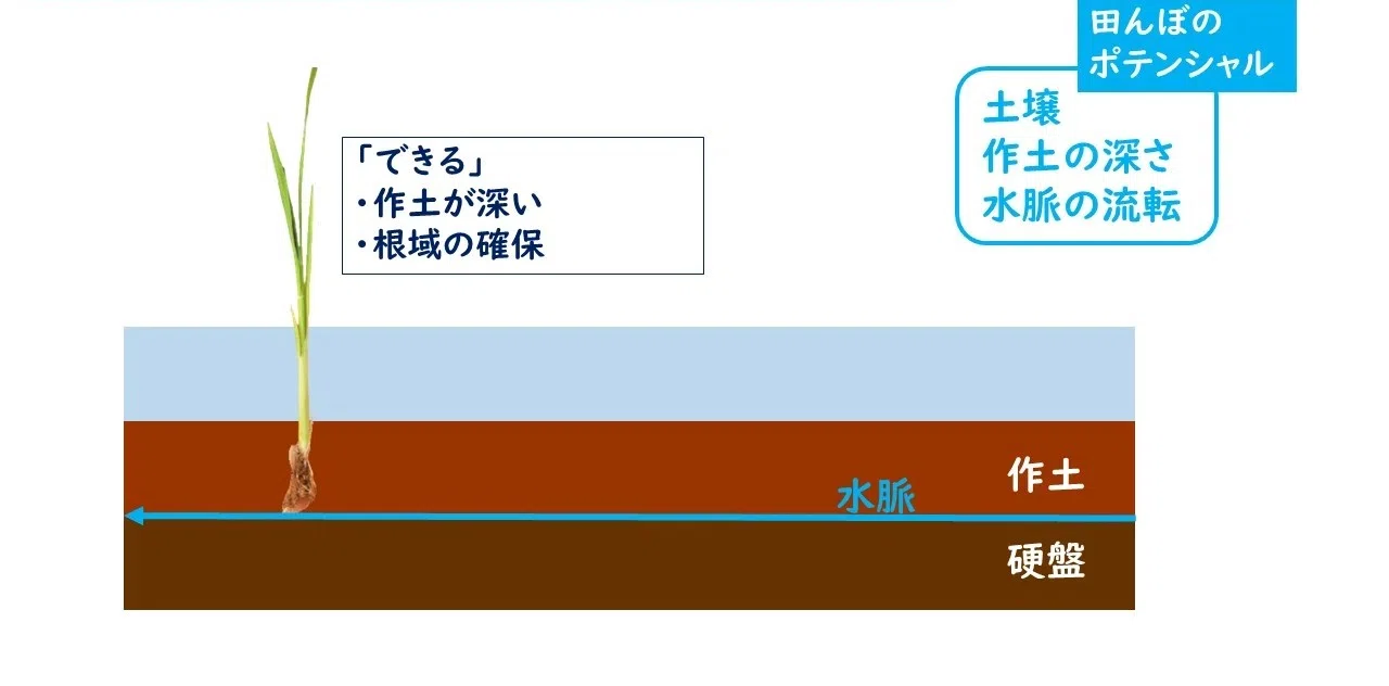 田んぼと収穫量~できない田んぼの秘密~｜深見壽孝