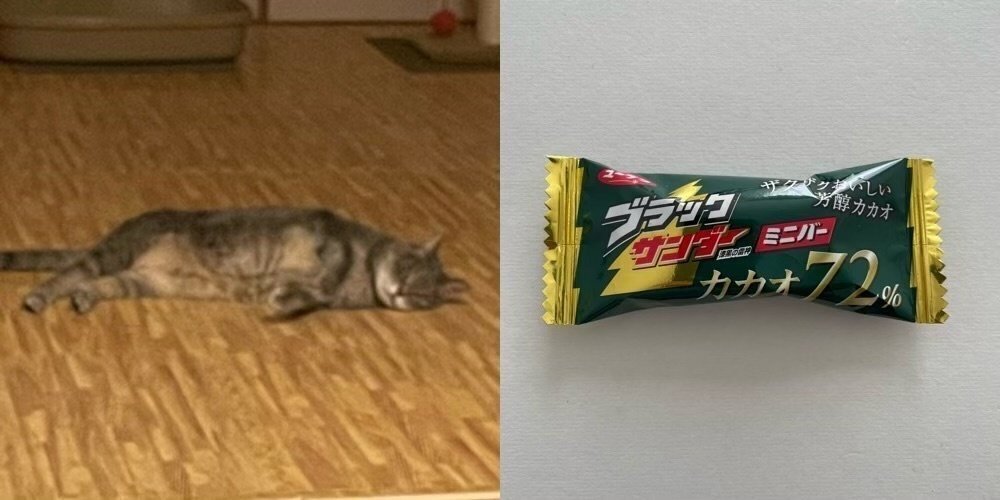 🔴猫尻ダイアリー:'25.1｜猫百連発／近田秋生