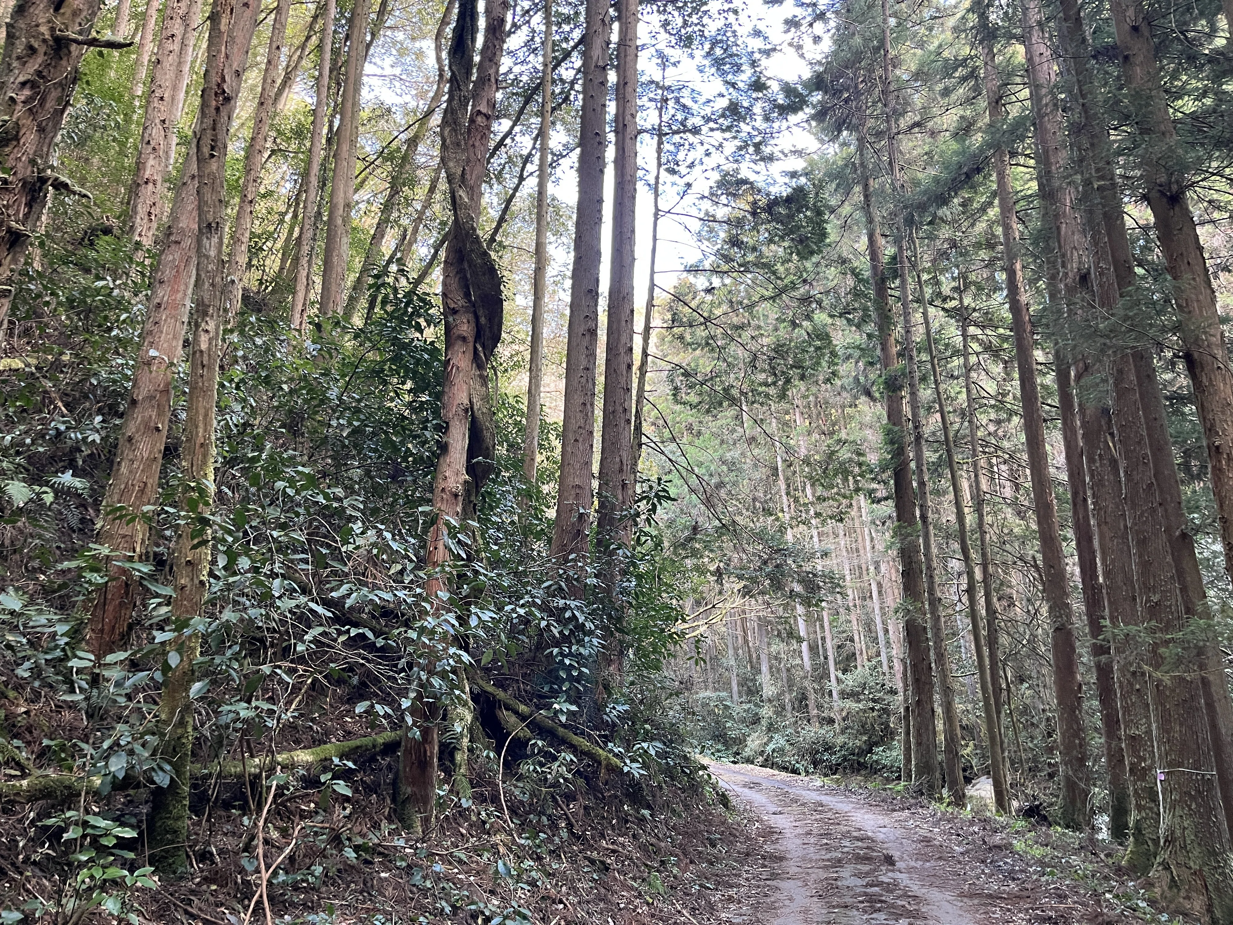 山口県道134号秋掛錦線 不通区間 中編｜Asatteca