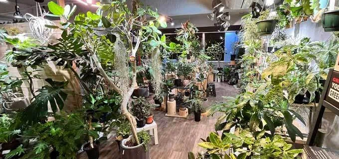 大阪・2025年版】初心者にも親切だったオススメ珍奇植物・観葉植物専門