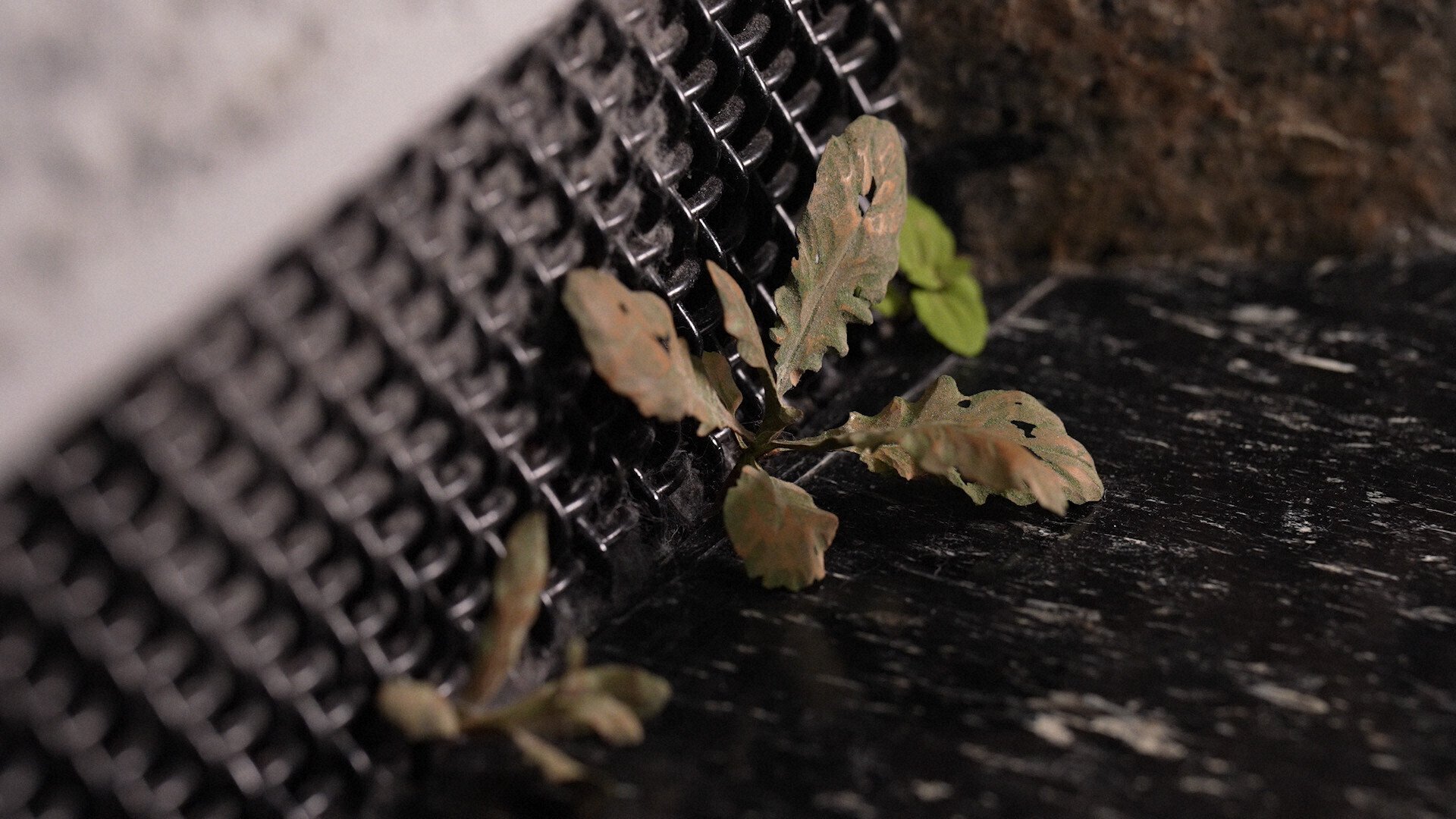 25/02/01（土）22:00「見過ごさないで！須田悦弘・超絶技巧の「雑草