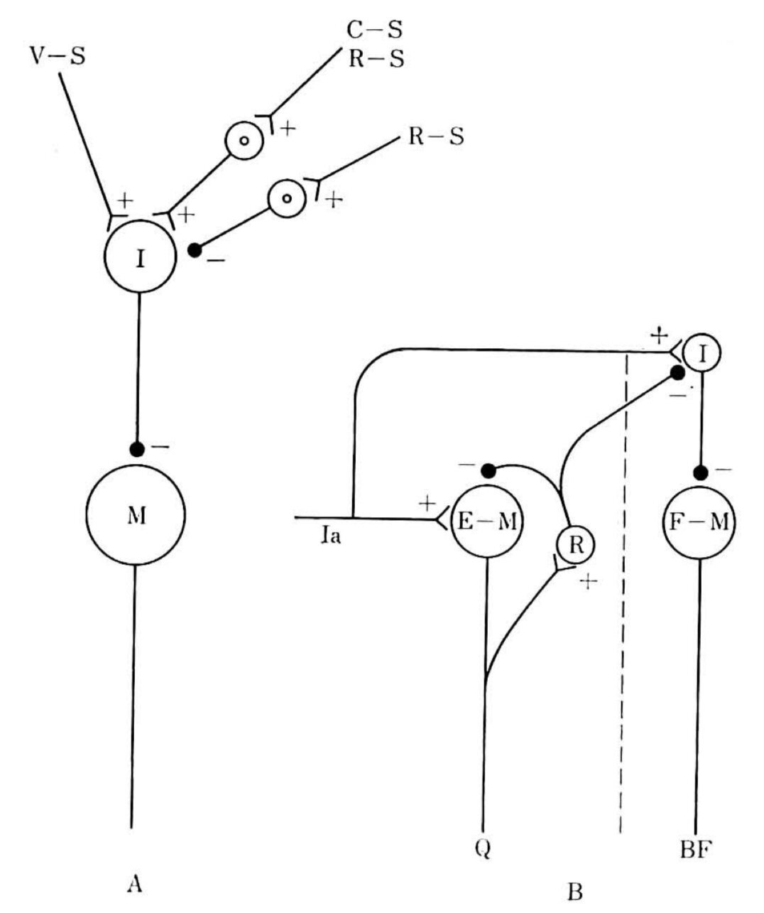 等尺性収縮後筋弛緩の神経生理学的メカニズムと臨床実践