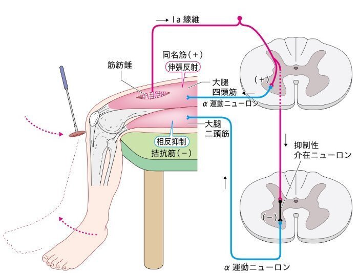 等尺性収縮後筋弛緩の神経生理学的メカニズムと臨床実践