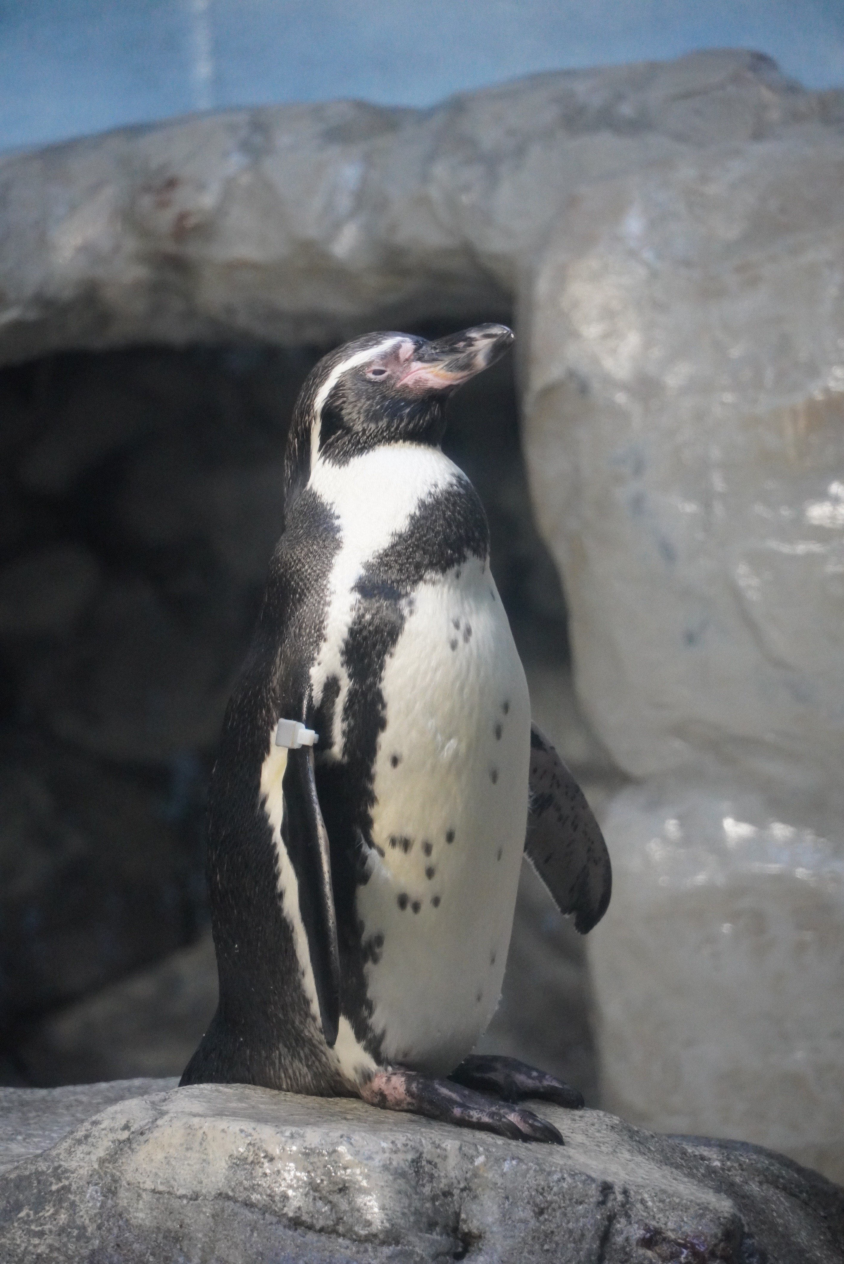 フンボルトペンギンのチッチ（新江ノ島水族館）｜ウソソ（カワウソ