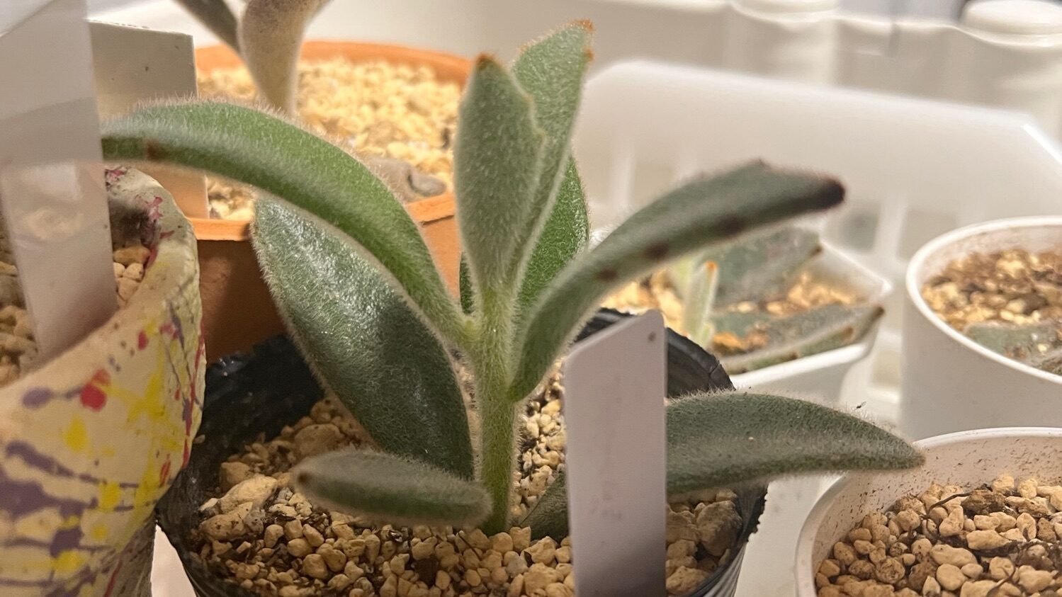 もふもふ♡月兎耳 葉挿し カランコエ 多肉植物 【公式通販】