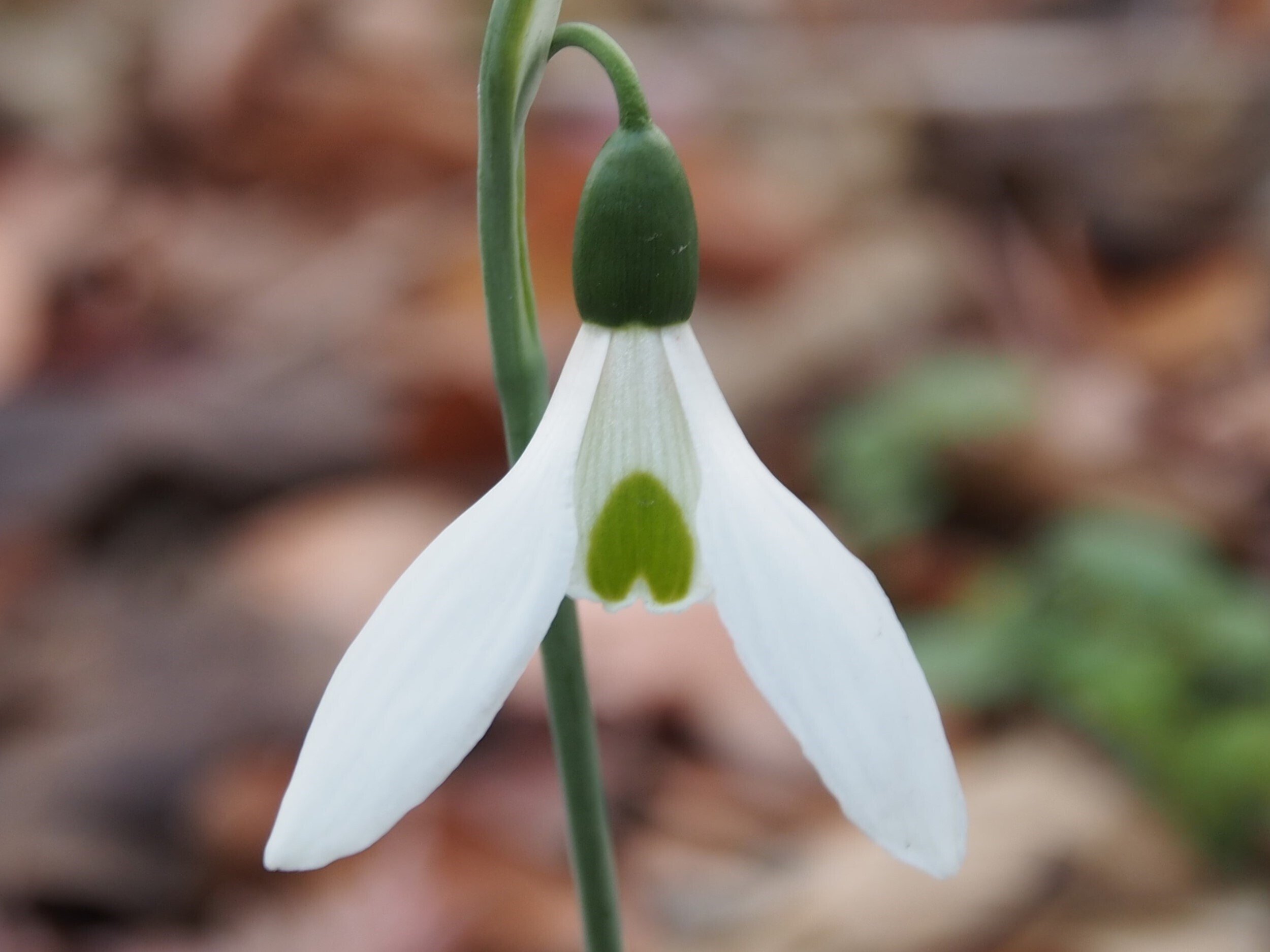 宝塚市立芸術文化センター2025年1月20日, 2月10日【スノードロップ