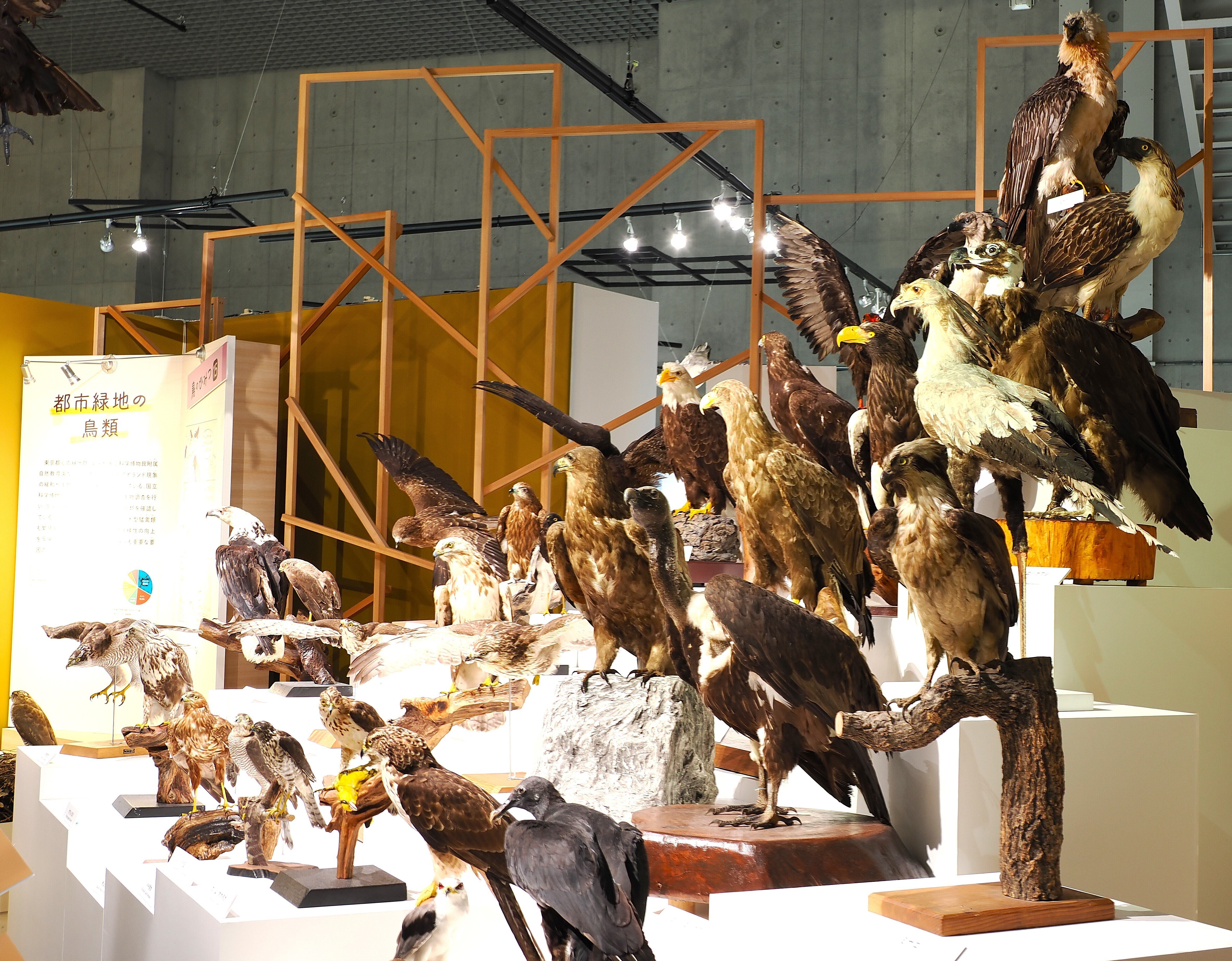 剥製　鳥 特別展「鳥」へ：生きる彼らはもっと美しい｜もずきち