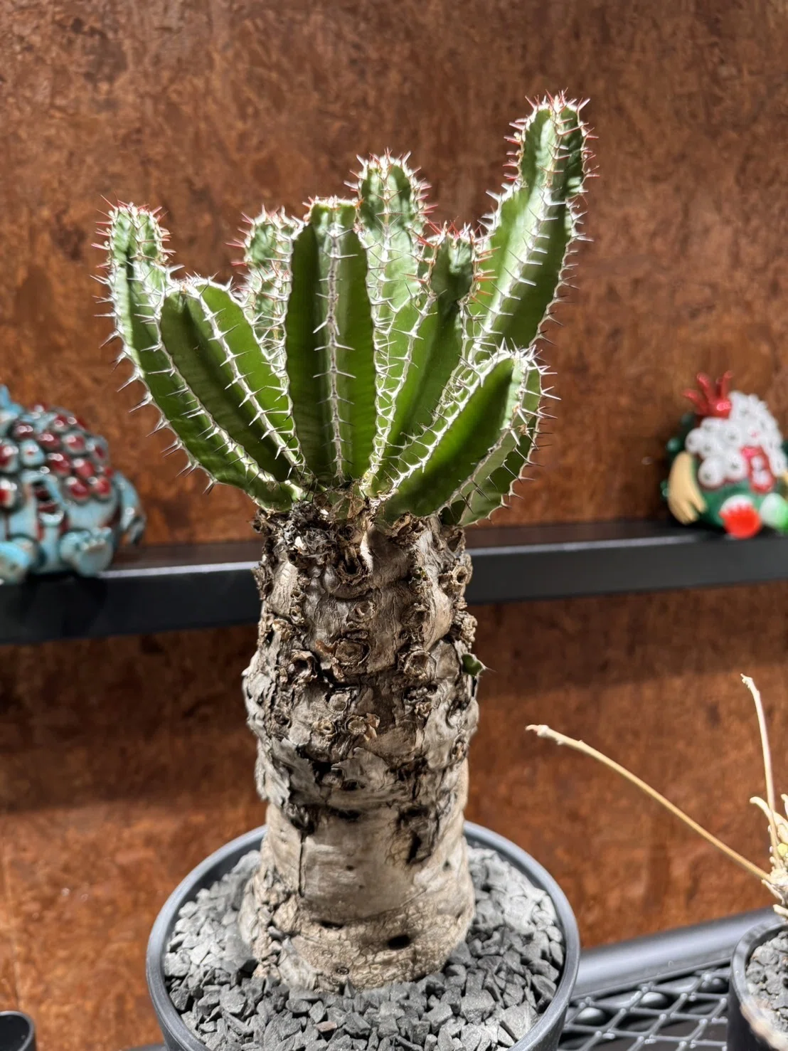 🌵珍奇植物紹介＃2🌵｜e-Garden【イーガーデン】-浜松市-ロック