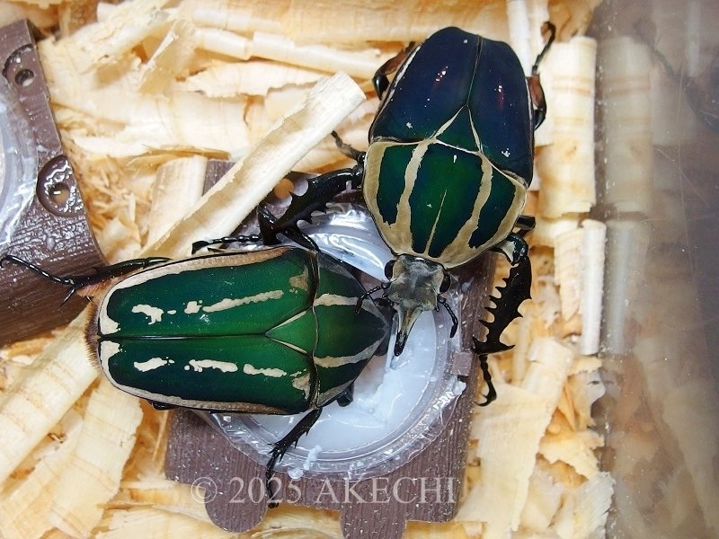 ウガンデンシスオオツノカナブンの飼育記録【2014~2019】|AKECHI ウガンデンシスオオツノカナブンの飼育記録【2014~2019】|AKECHI