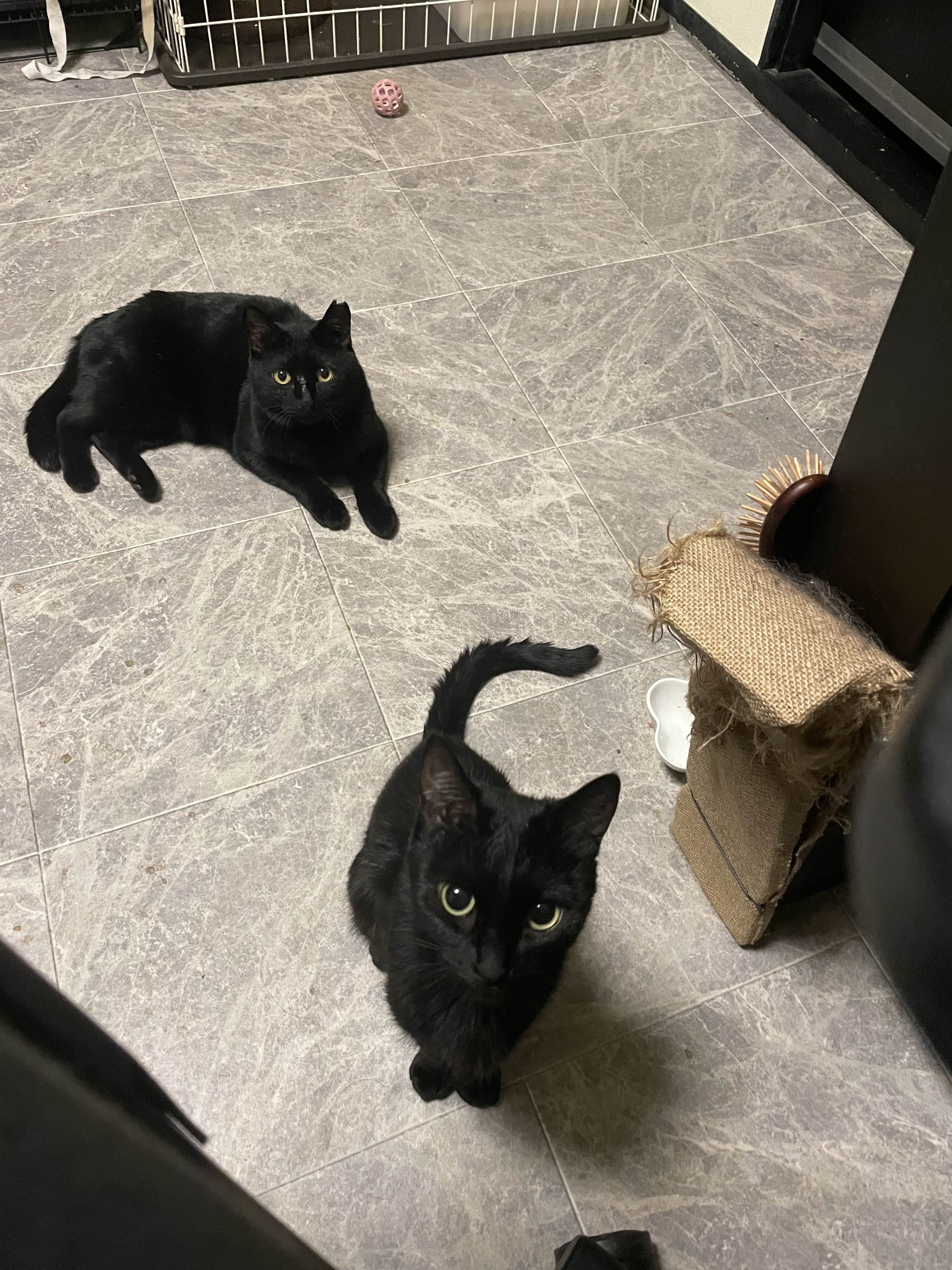 STEAM版AC6】空巣アベラントが教えるダケスラ軽2の話｜金さん