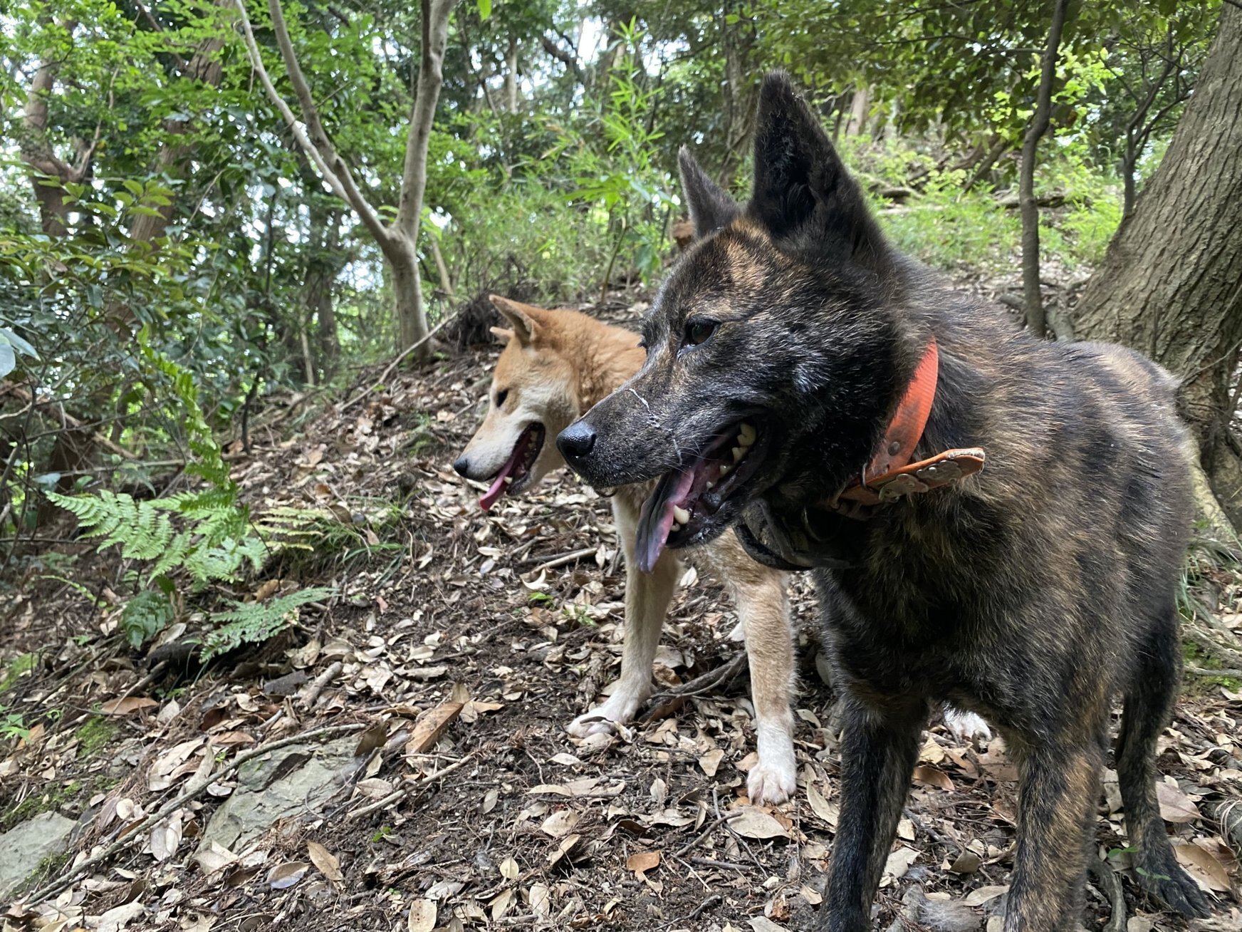 東京ファンミPR猟犬2枚 フィギュア専門店 -ソダチトイズ / JPT design×POPCOSTUME 万相森羅