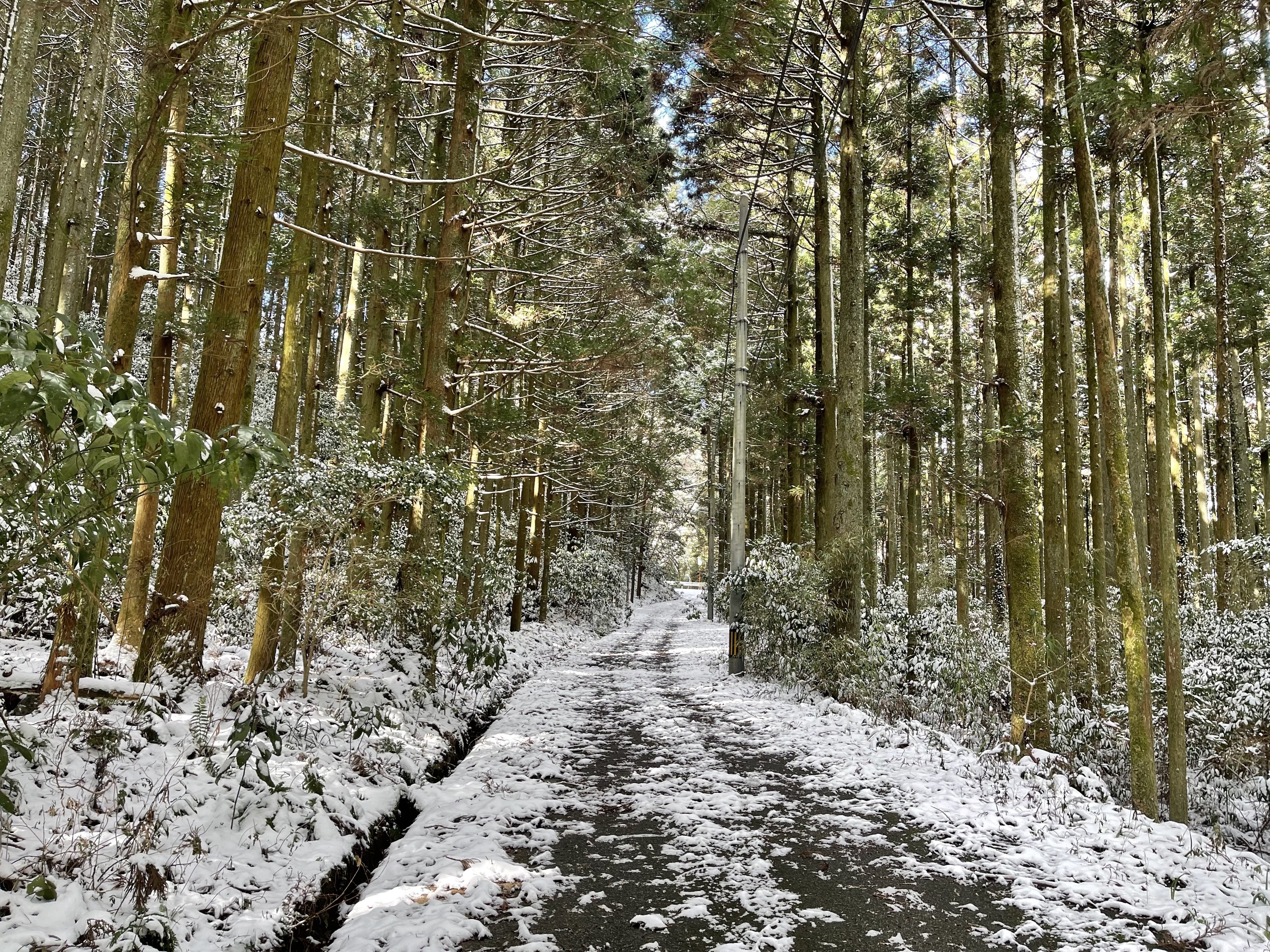 久々雪の雷山にスキーを持って♬｜ラリーグラス