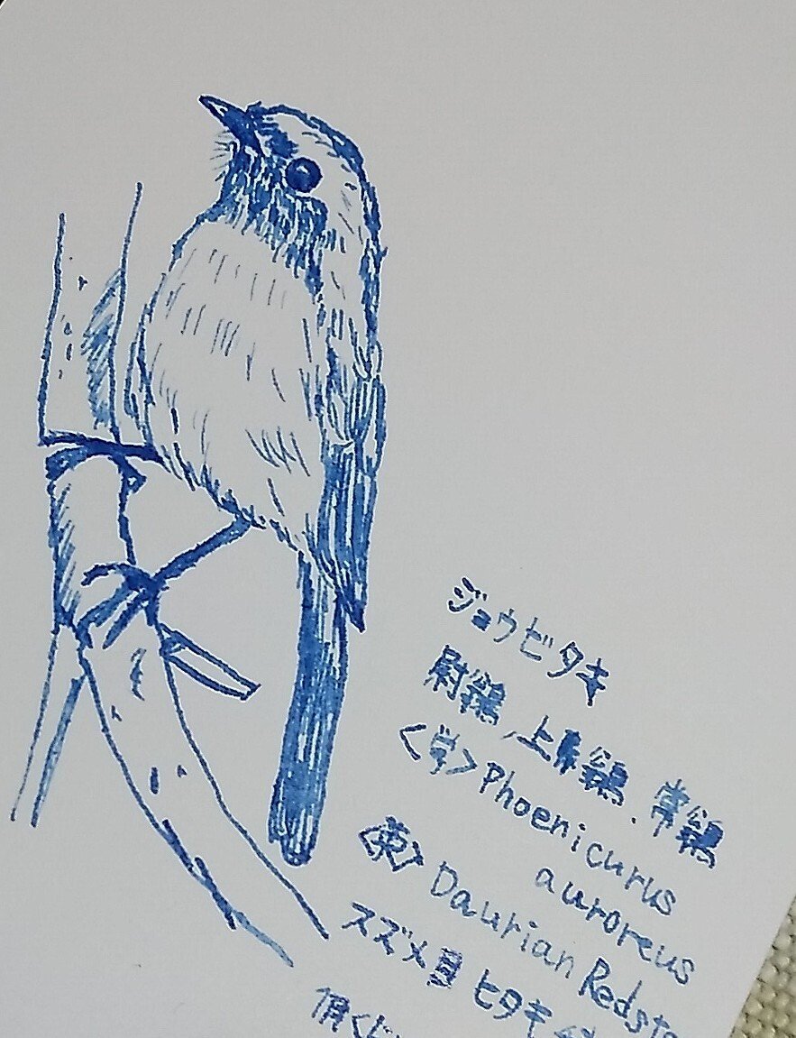 鳥の絵練習中。『鳥展』行こうか迷い中。｜ふじひよ