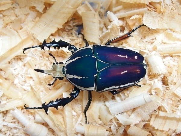 ウガンダ ウガンデンシスオオツノカナブン 世界の昆虫ショップNESiA on X: