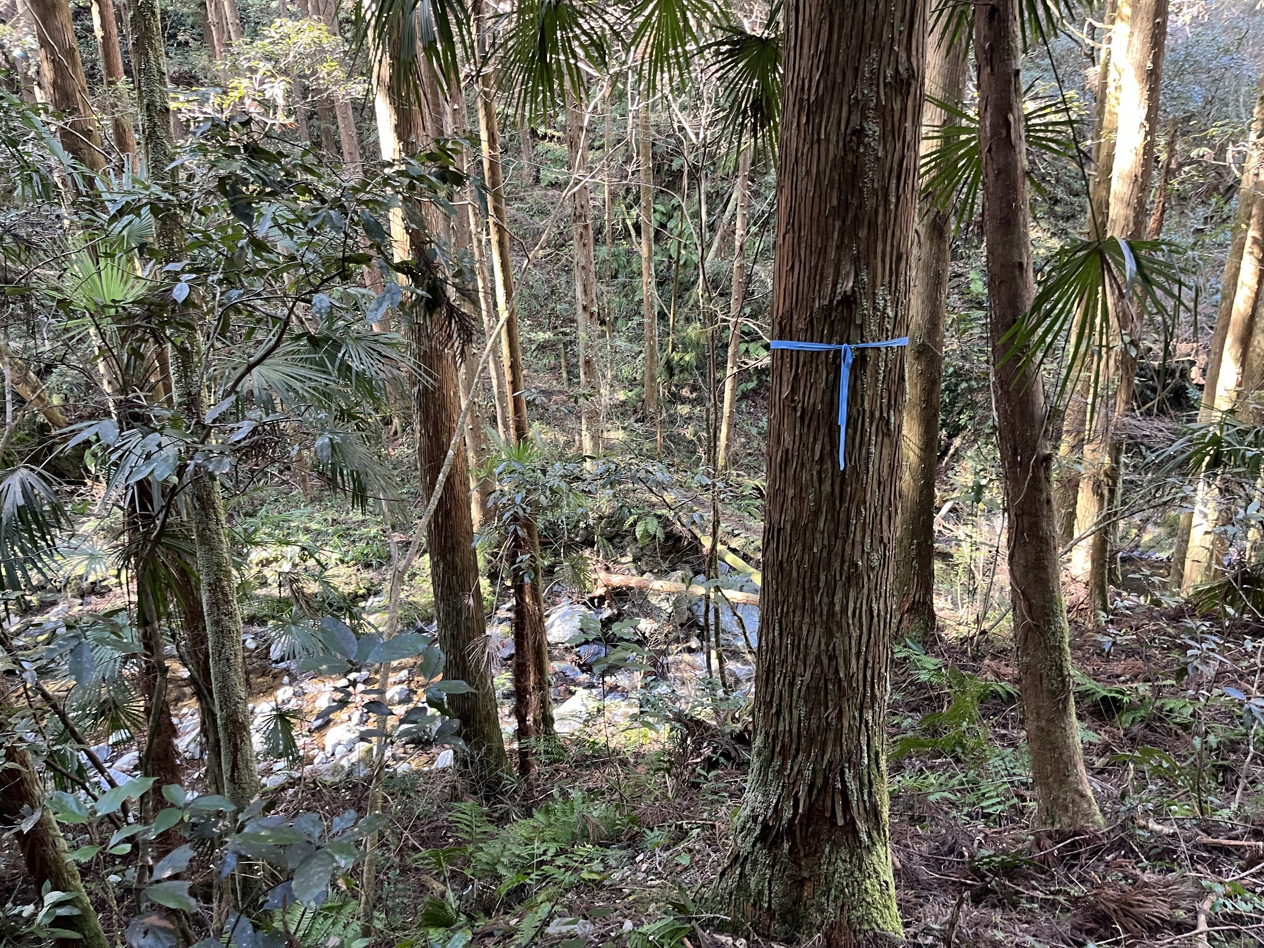 山口県道134号秋掛錦線 不通区間 後編｜Asatteca