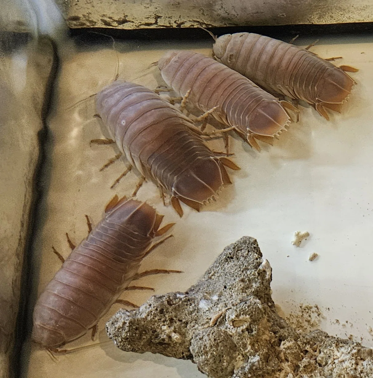 節 足 動物