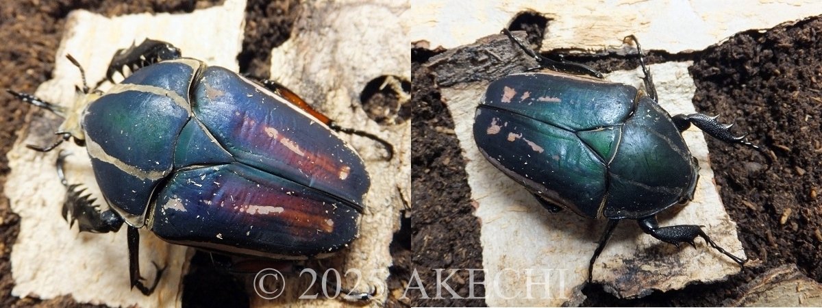 ウガンデンシスオオツノカナブンの飼育記録【2014~2019】|AKECHI ウガンデンシスオオツノカナブンの飼育記録【2014~2019】|AKECHI