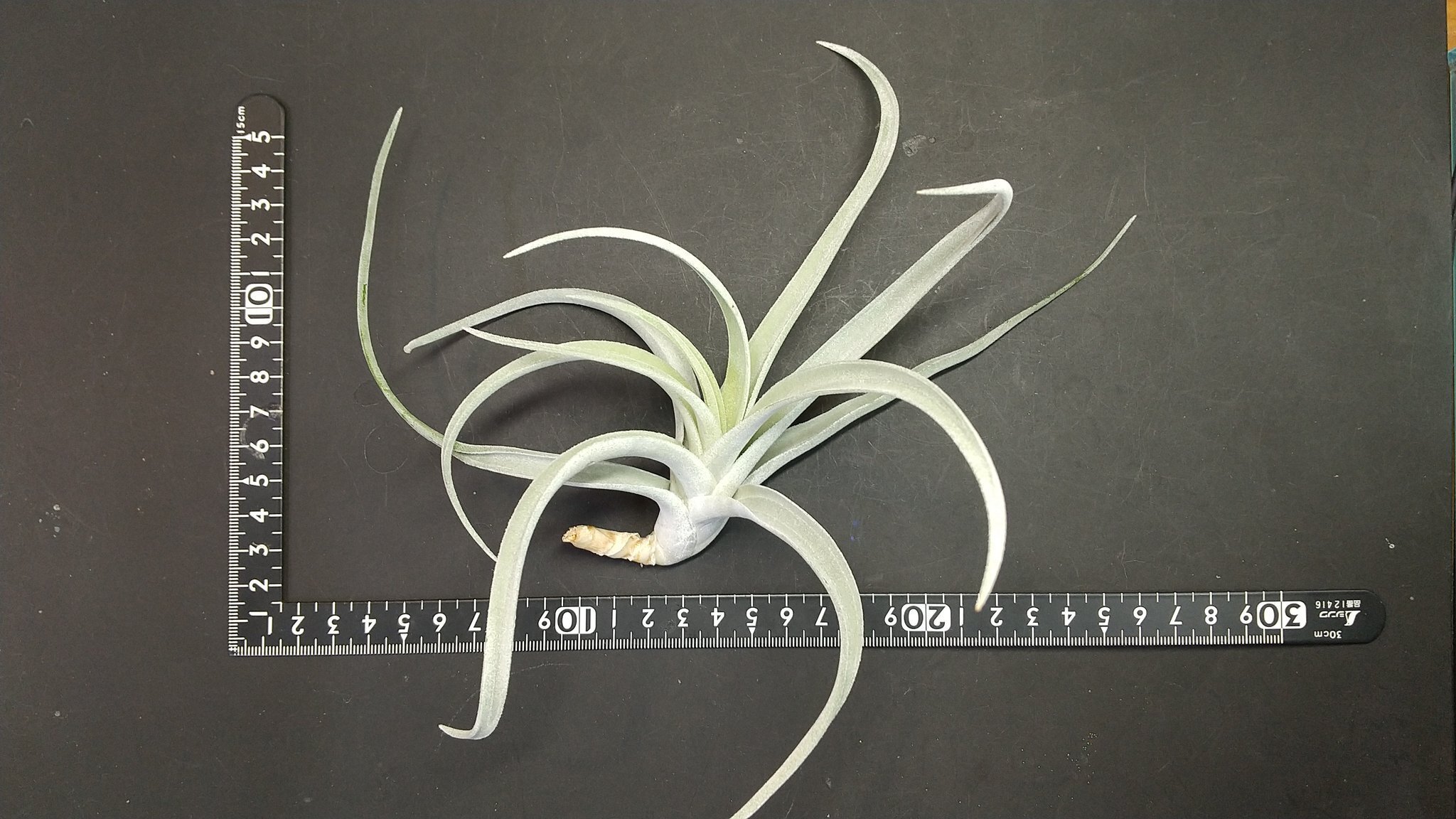 Tillandsia uruguayensis ex. EJG 分け株 欧州産 T.camargoensis | 【Good Field】エアープランツ専門店