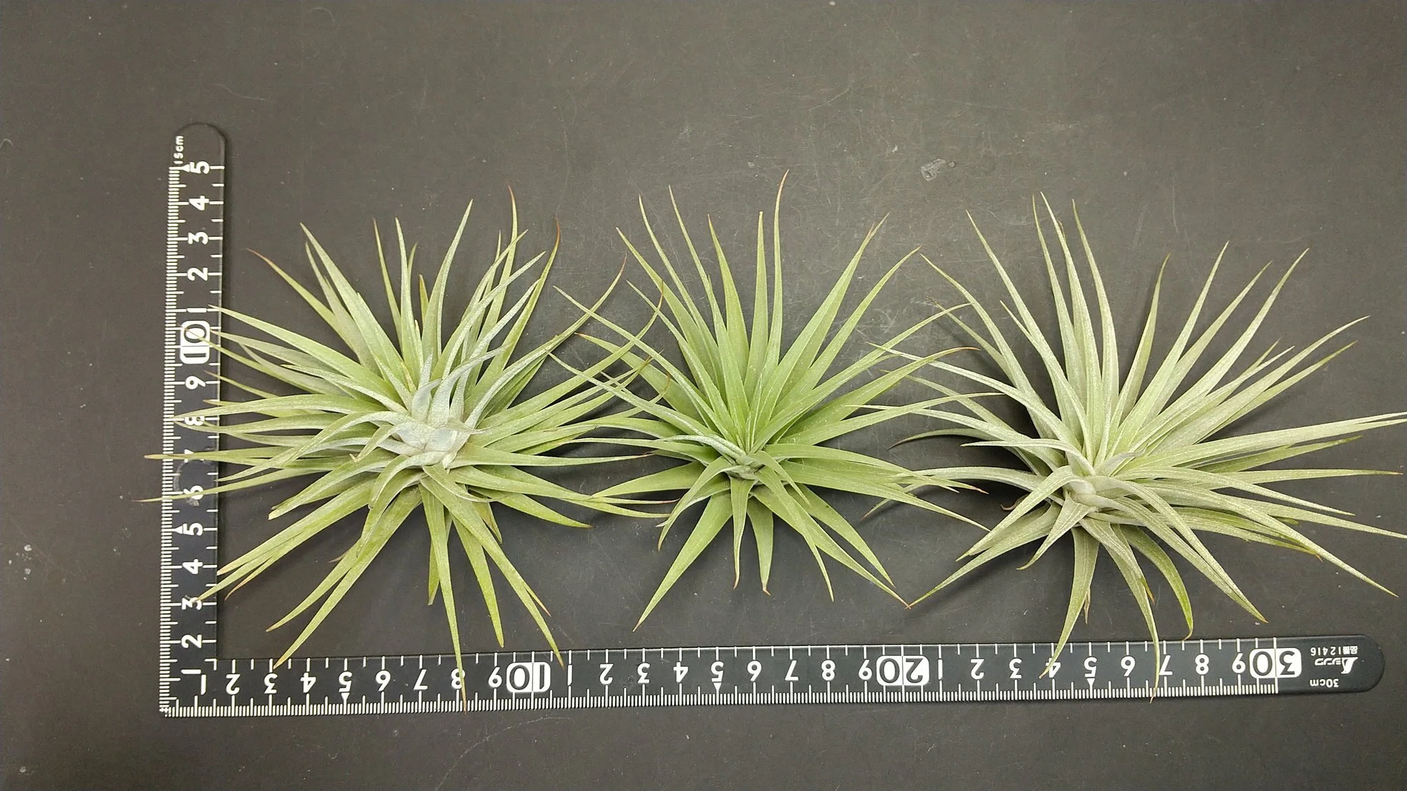 カウツキー×ヘウベルゲリ　ブラジル赤花　バイオ実生 チランジア入荷リスト1/27｜NatureGarden🌿神田