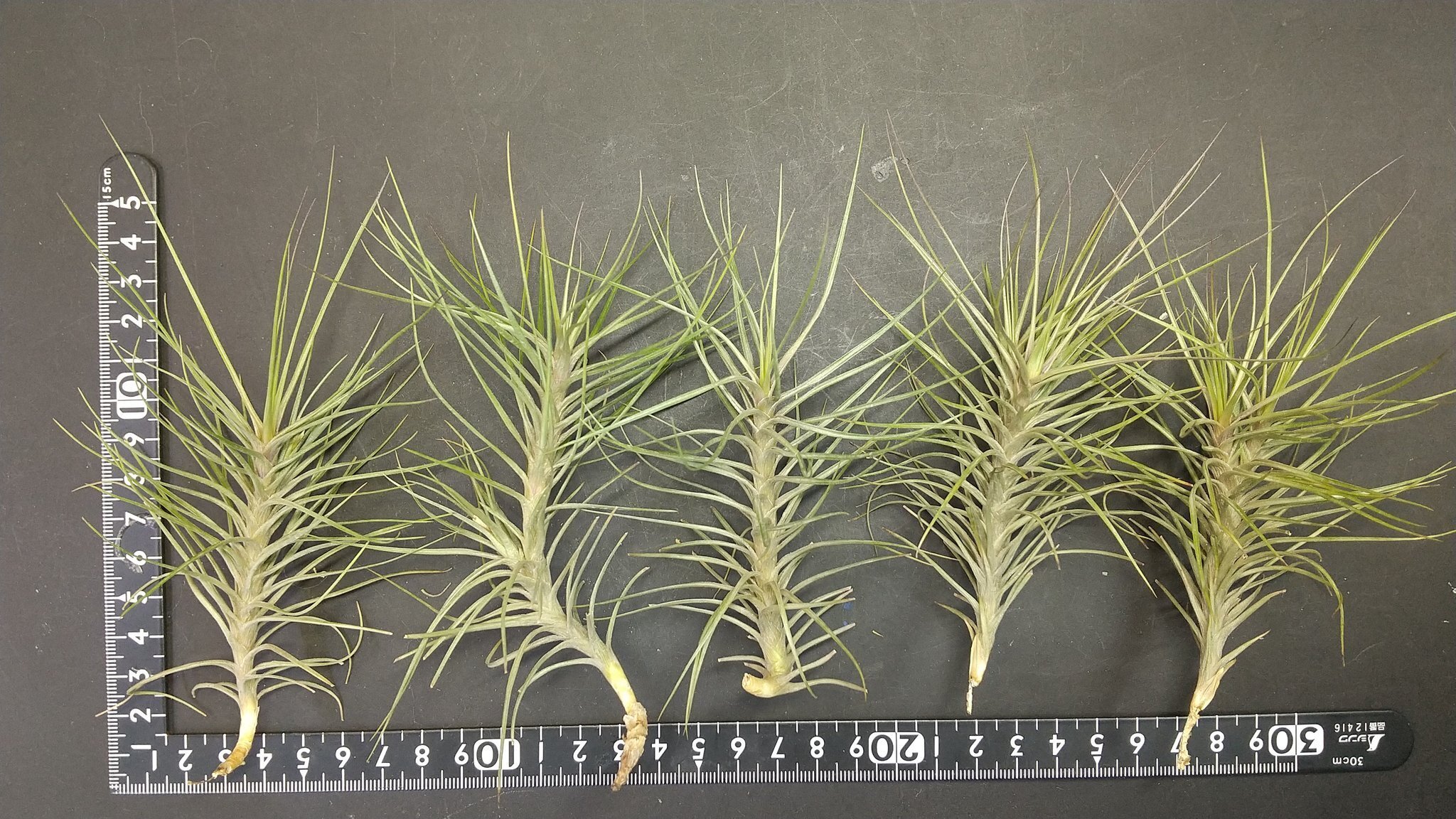 チランジア入荷リスト1/27｜NatureGarden🌿神田