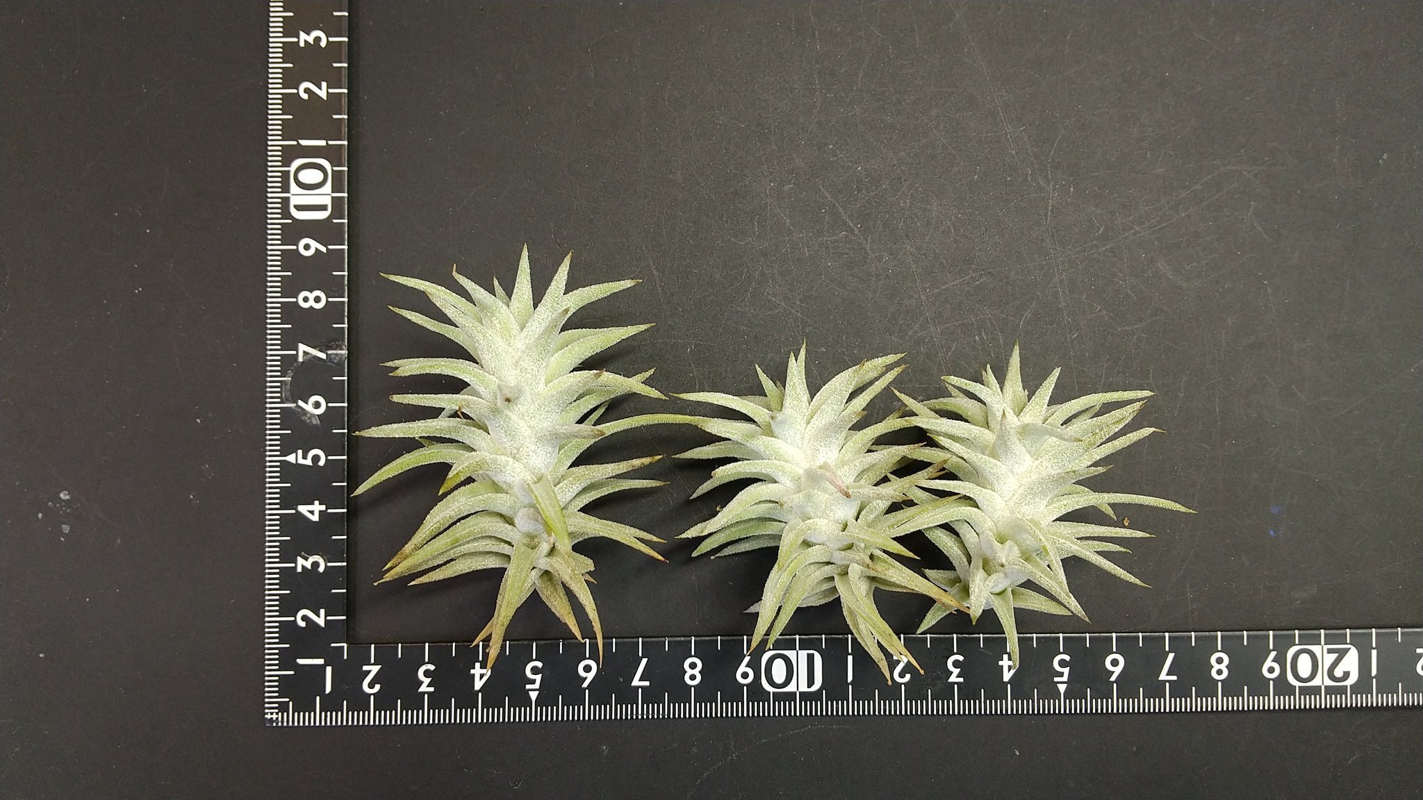 チランジア入荷リスト1/27｜NatureGarden🌿神田