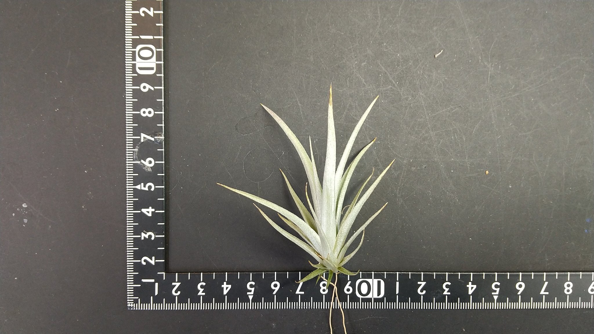 チランジア入荷リスト1/27｜NatureGarden🌿神田