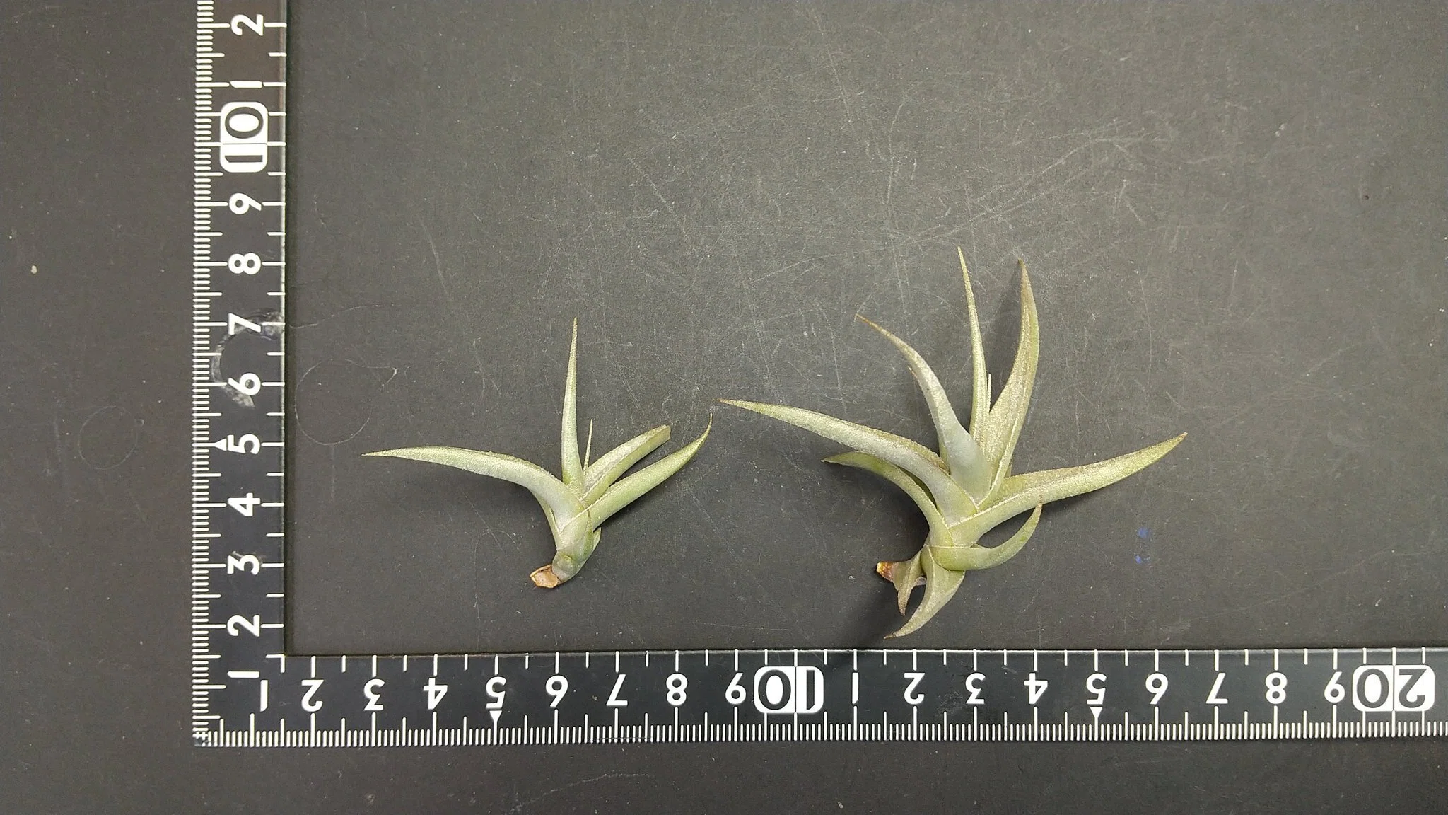 チランジア入荷リスト1/27｜NatureGarden🌿神田