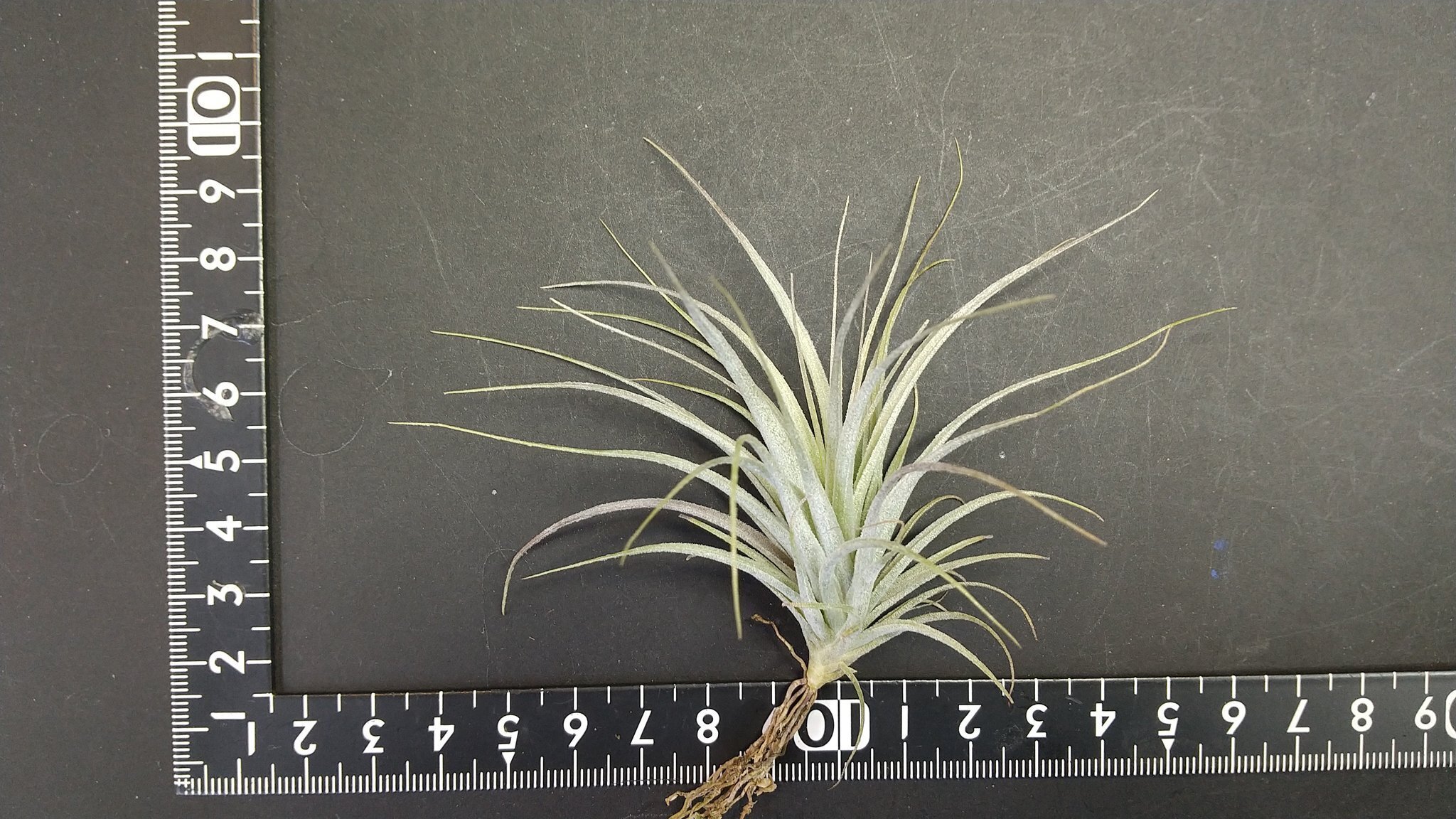 チランジア入荷リスト1/27｜NatureGarden🌿神田