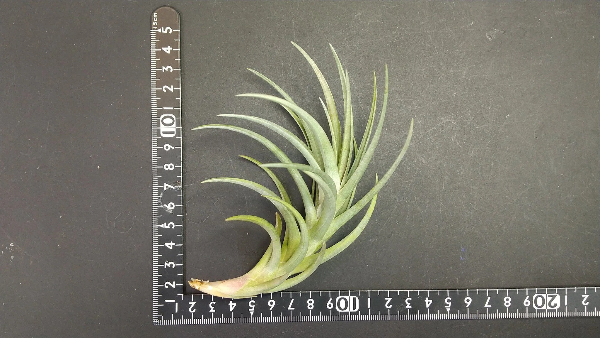 チランジア入荷リスト1/27｜NatureGarden🌿神田