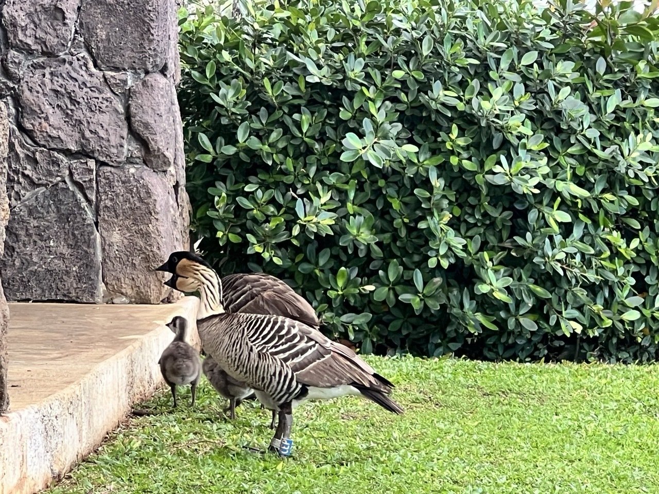カウアイ島ってすごく素敵！〜ハワイ旅行記（8）｜たなかともこ