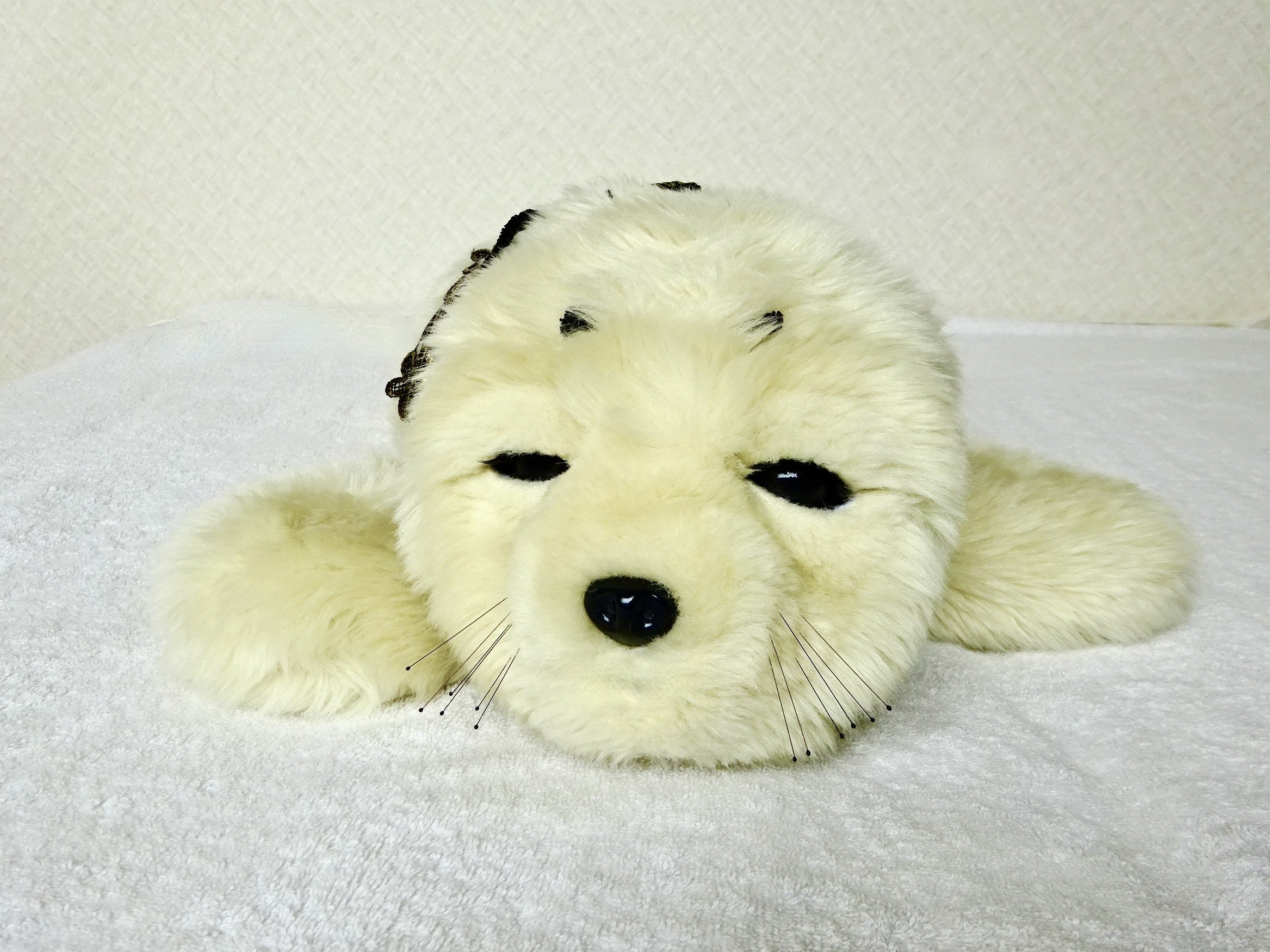 ペットの名前｜「ロボの名は。」｜neo｜うちにはアザラシがいます