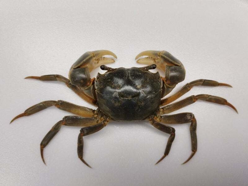 アシハラガニの剥製を作ってみた｜魚道部！/ 剥製師 力石眞弘 (ﾁｶﾗｲｼ ﾏｻﾋﾛ)