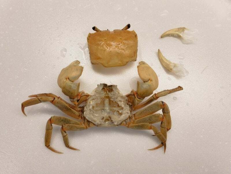 アシハラガニの剥製を作ってみた｜魚道部！/ 剥製師 力石眞弘 (ﾁｶﾗｲｼ ﾏｻﾋﾛ)