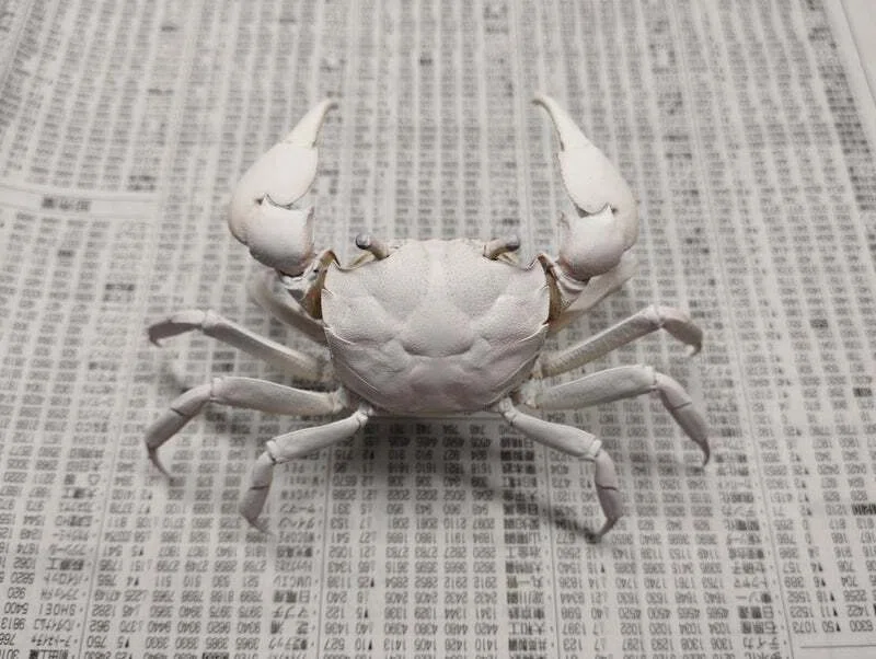 蟹の剥製 アシハラガニの剥製を作ってみた｜魚道部！/ 剥製師 力石眞弘 (ﾁｶﾗｲｼ ﾏｻﾋﾛ)