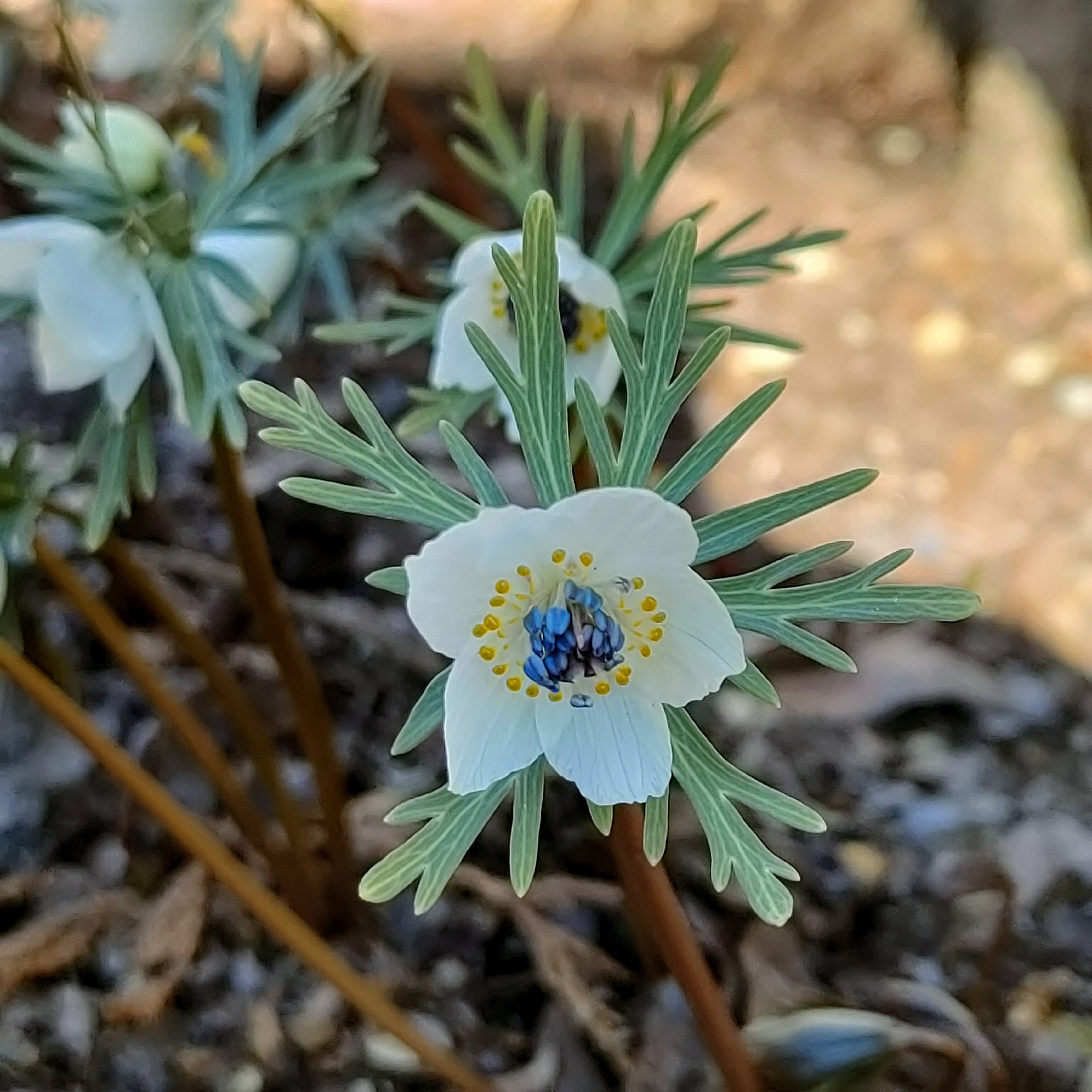 セツブンソウ咲く―今日のお花たち その57｜眠り猫
