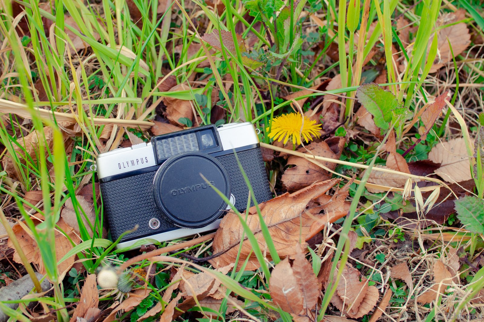 オリンパスPEN-D 〜可愛いけど手強い ハーフサイズフィルムカメラ