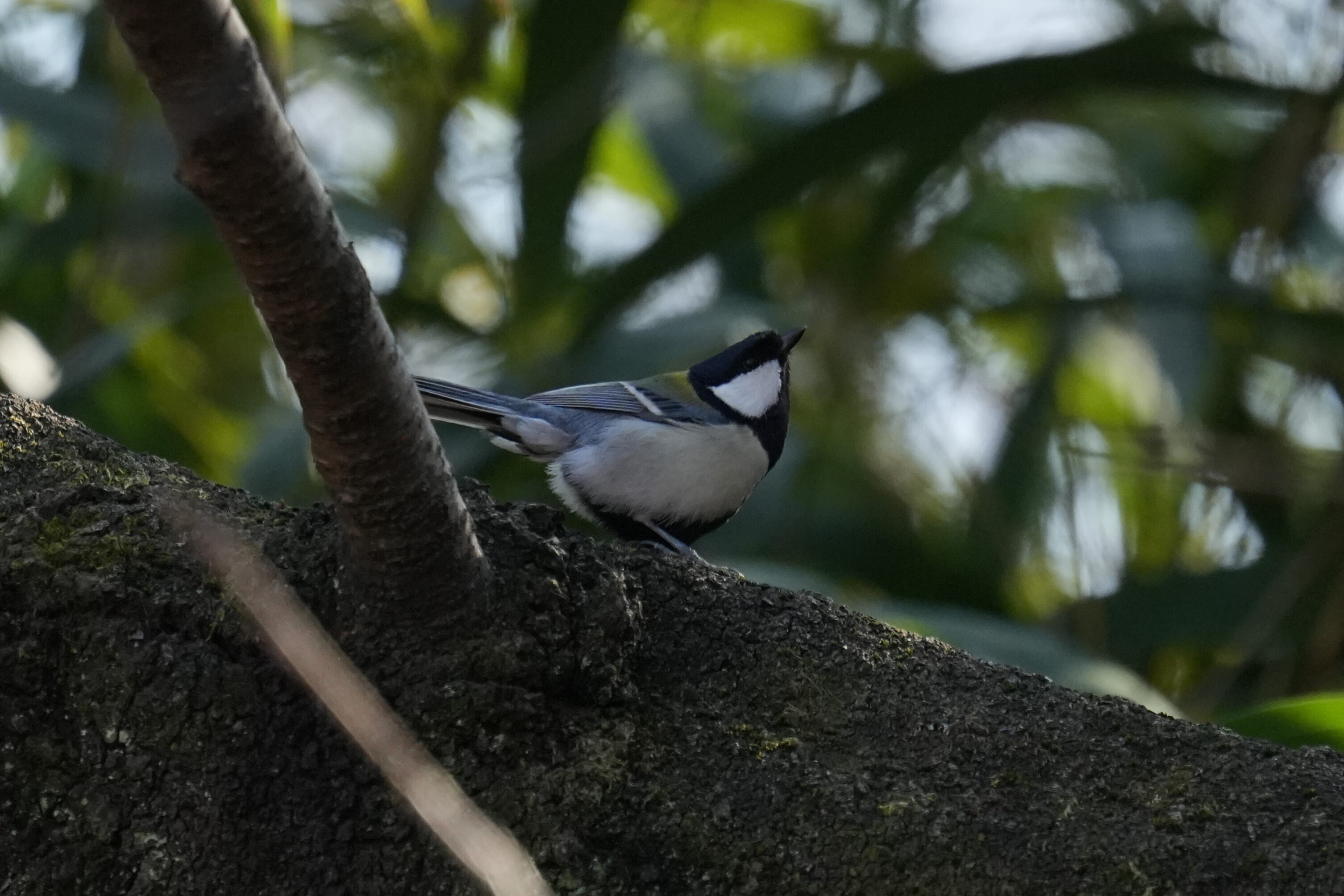 上野動物園の鳥さんの話｜東風谷Ch