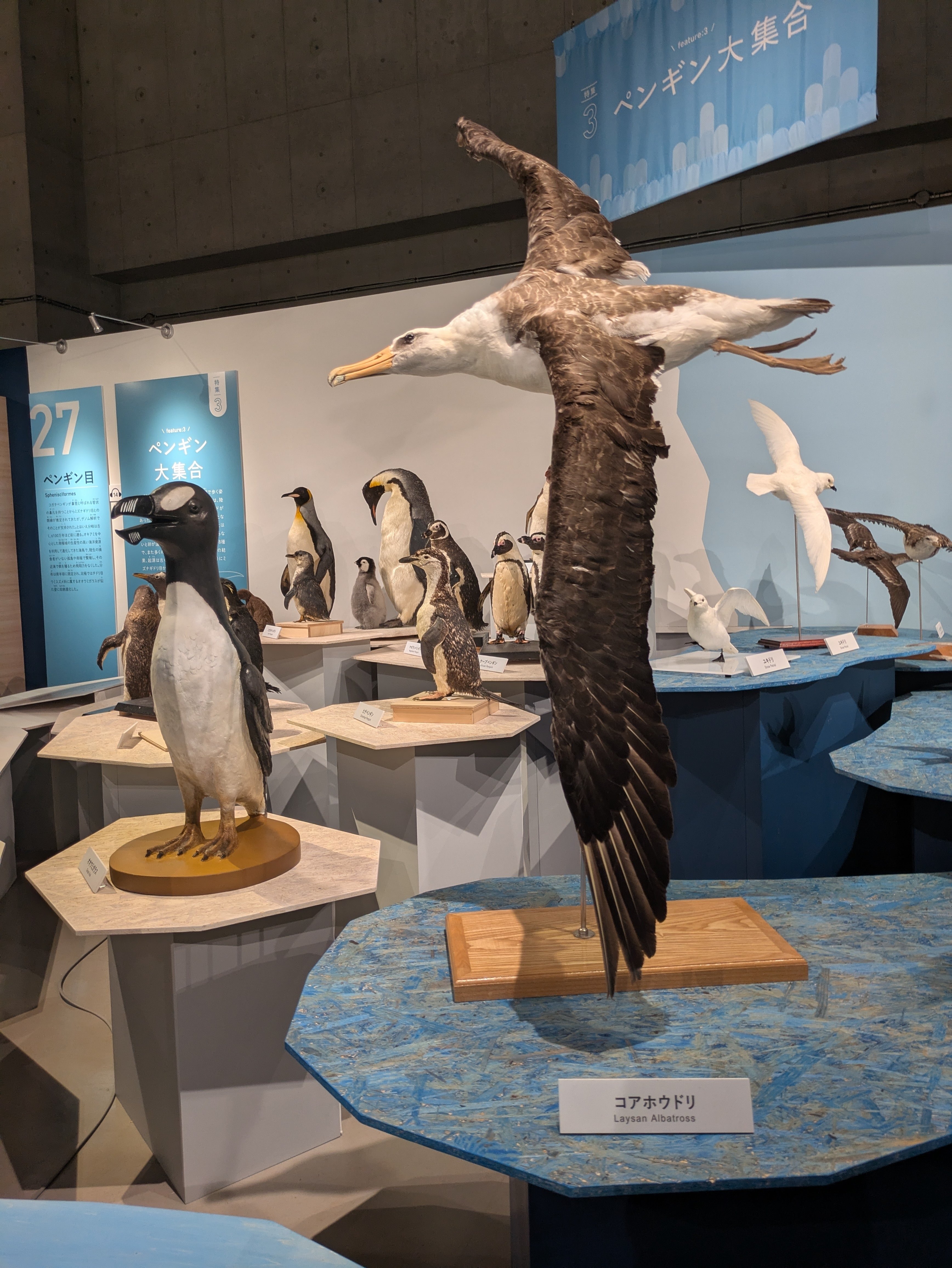 特別展「鳥〜ゲノム解析が解き明かす新しい鳥類の系統〜」を国立科学