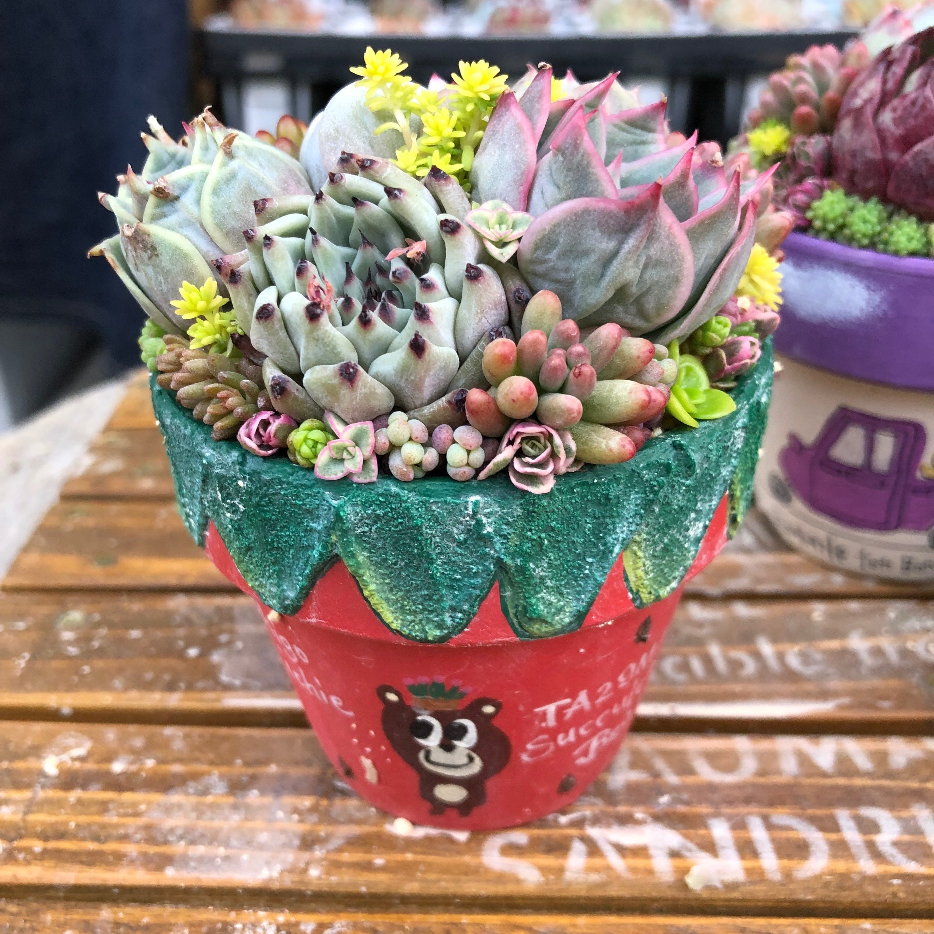 好きなフォルムの好きな多肉植物たち | コキリノSucculents Life