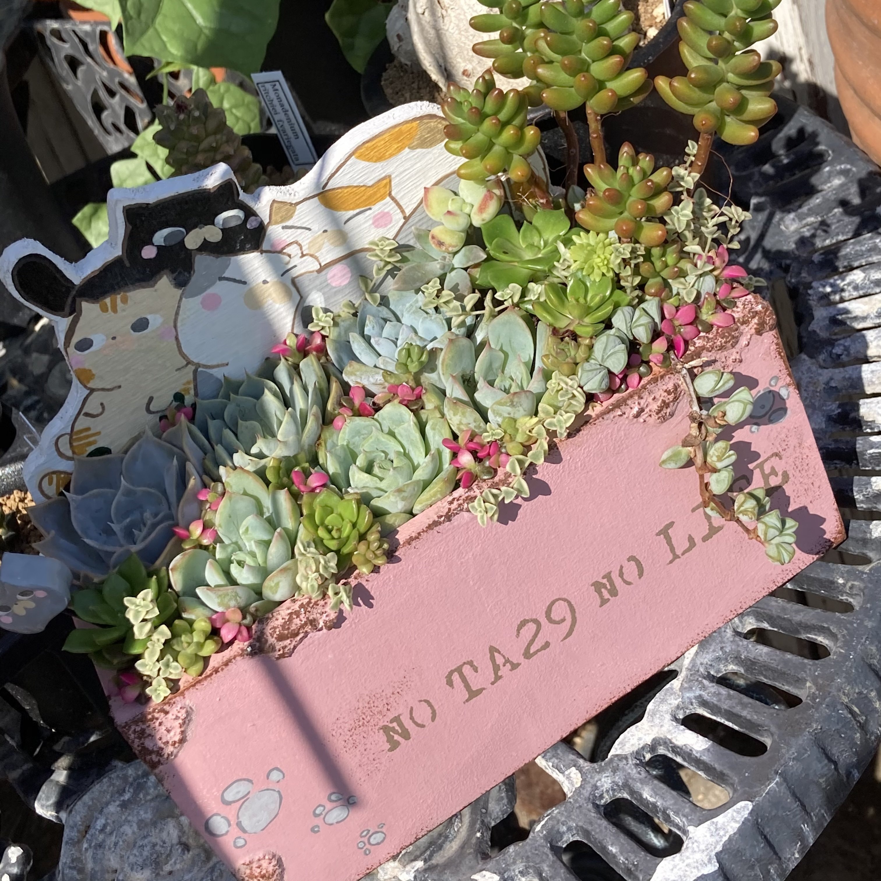 多肉植物❤️確認ページとなります。お買い上げにならないようお願い致します。 多肉植物