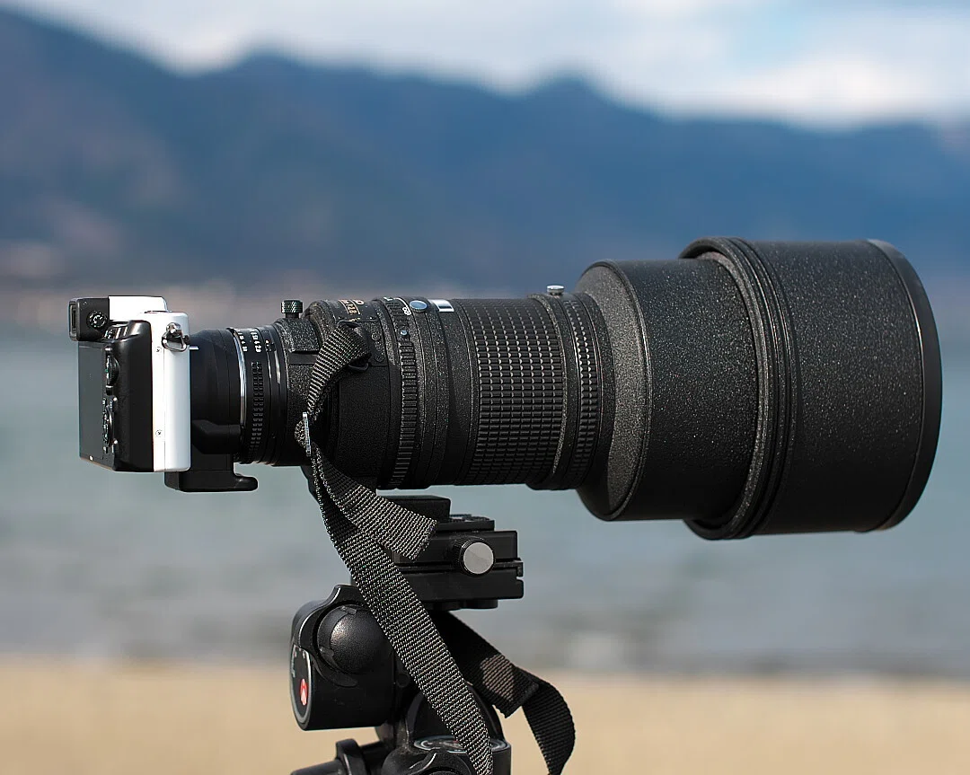 Nikon1v1｜AF ED NIKKOR300mm f/2.8｜夏と放し飼い