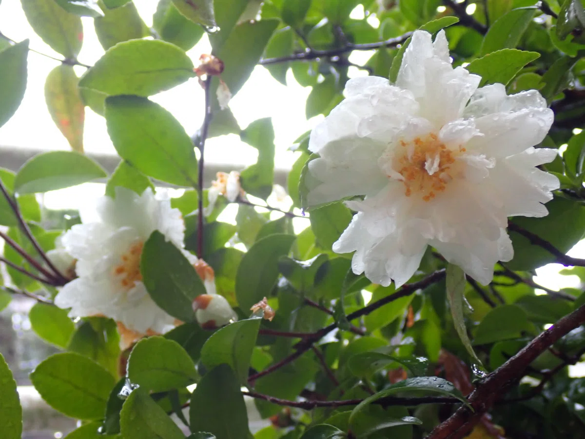 冬、花。｜冬花舎（とうかしゃ）