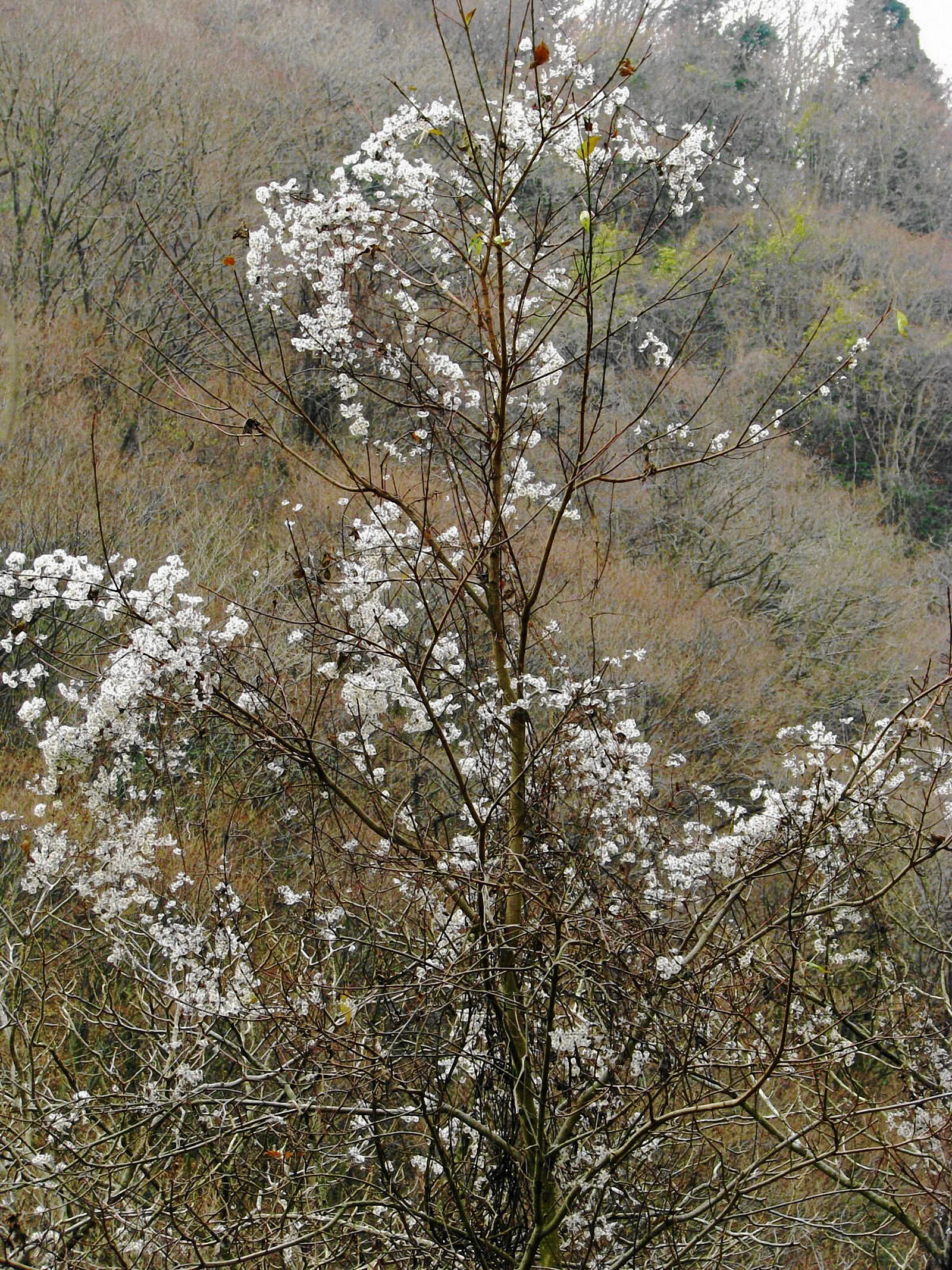 真冬の白い花？|あぶらやま植物ブログ⑬｜ABURAYAMA FUKUOKA