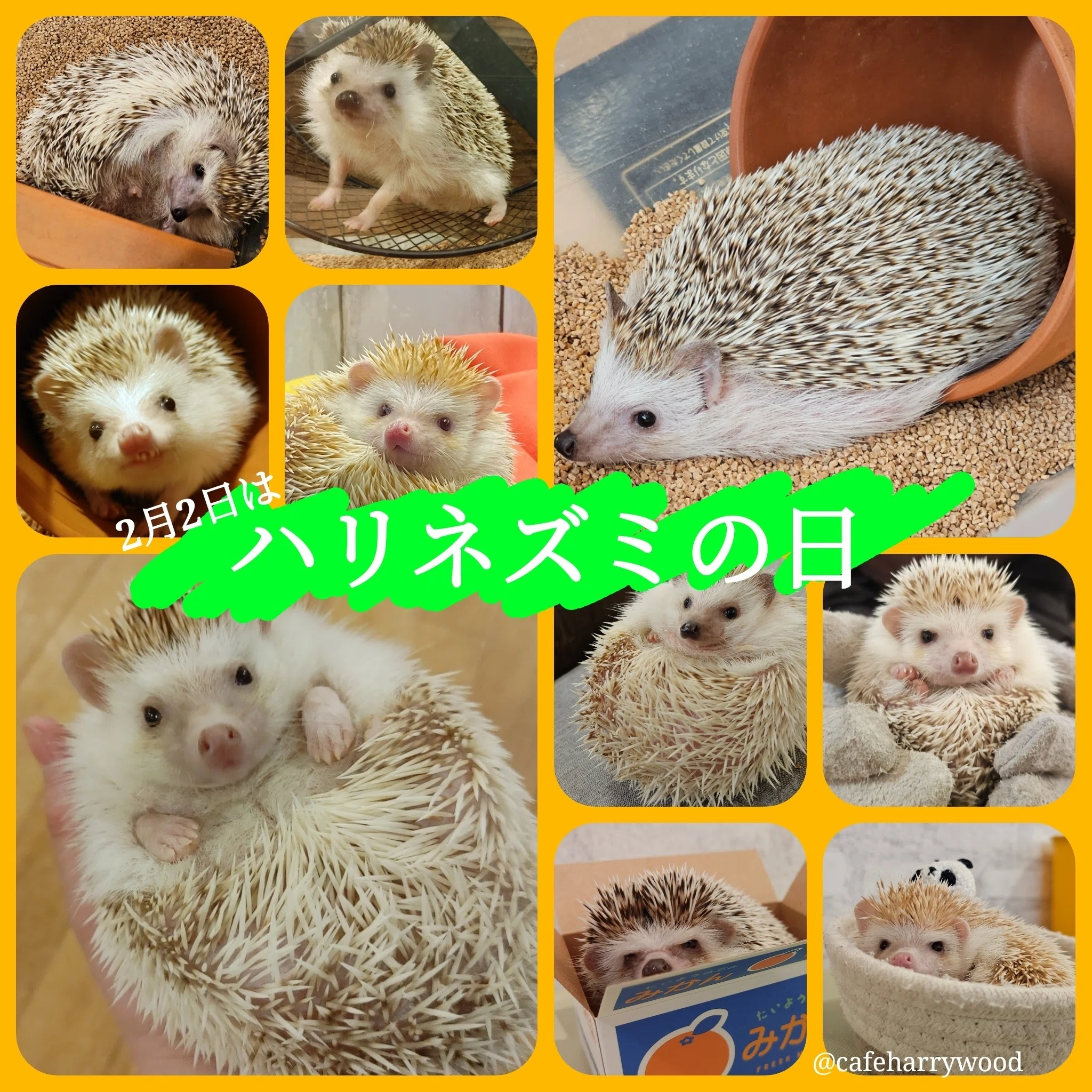 2月2日はハリネズミの日！｜HARRY WOOD名古屋栄店