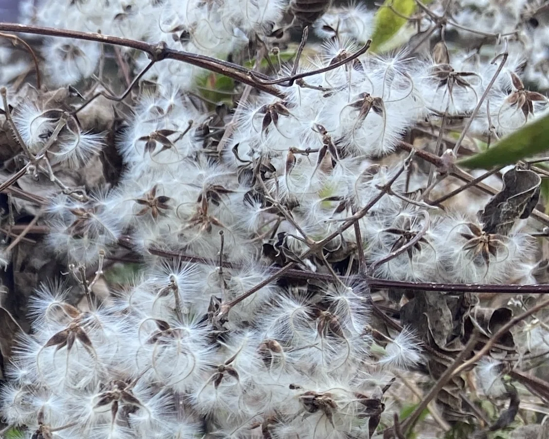 真冬の白い花？|あぶらやま植物ブログ⑬｜ABURAYAMA FUKUOKA