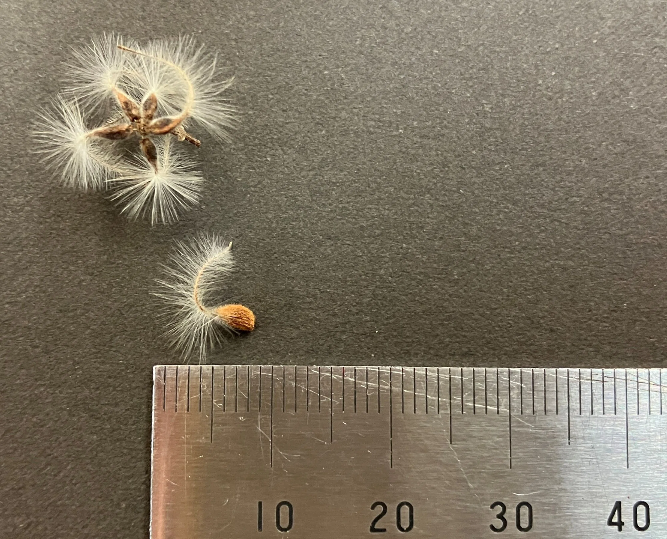 真冬の白い花？|あぶらやま植物ブログ⑬｜ABURAYAMA FUKUOKA