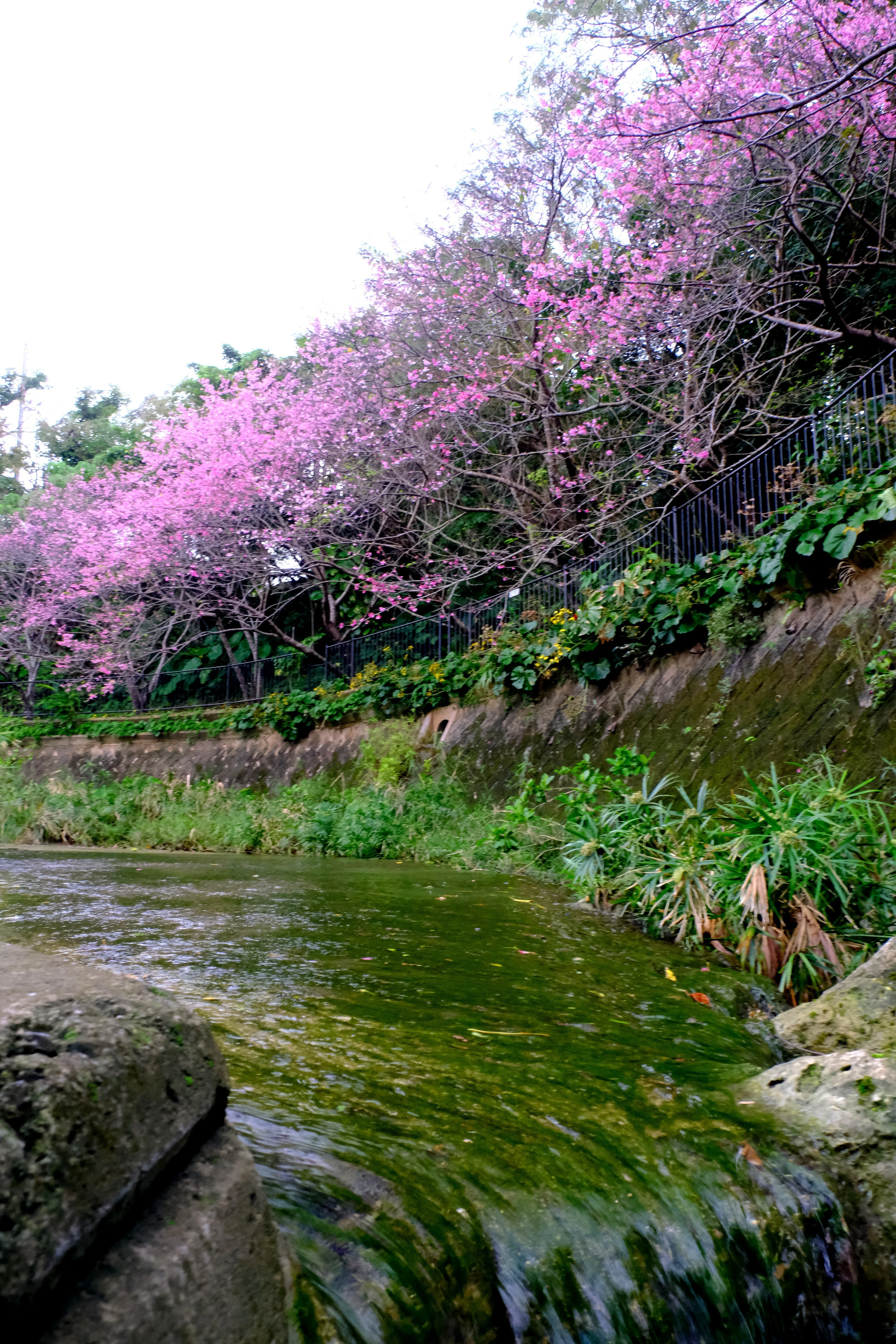 寒緋桜（カンヒザクラ）が満開に｜Heira.K