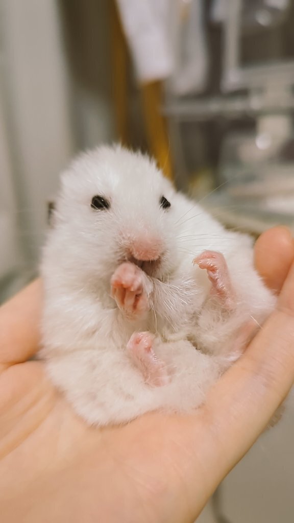 ツイッターにあげたハムスター画像まとめ その⑫｜ひよ豆